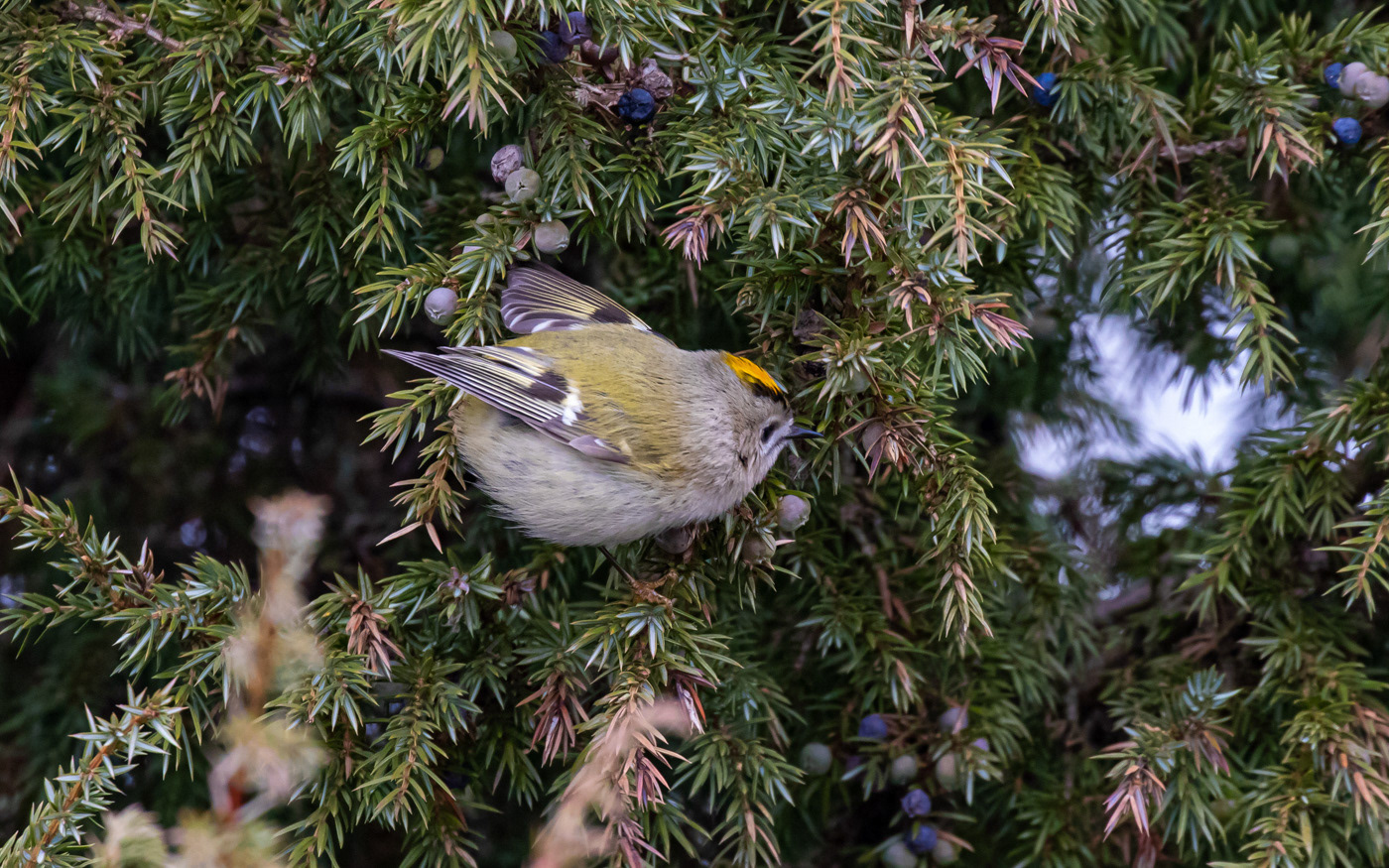 Fuglekonge i Rebild Bakker