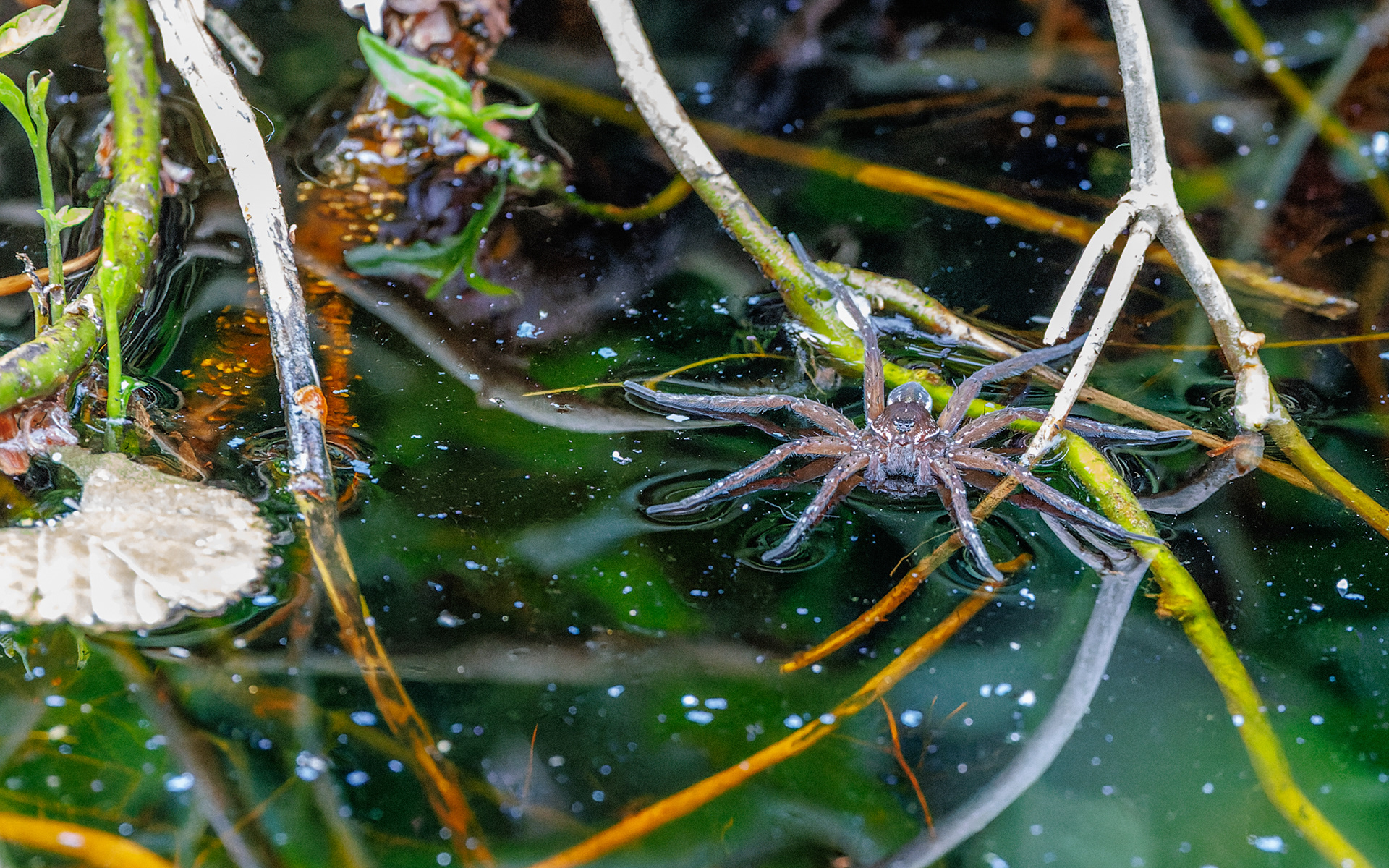 Dolomedes sp. Kaffepletten/Portlandsmosen. Lille Vildmose