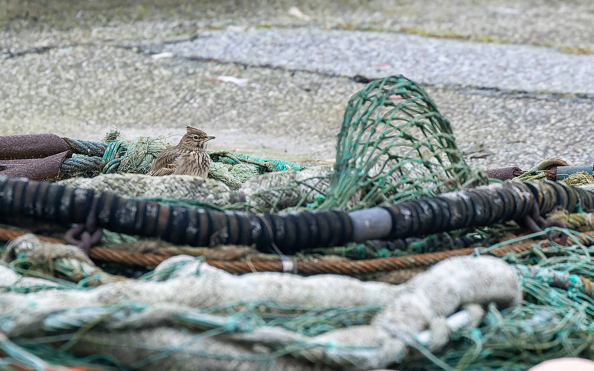 Toplærke - Hirtshals Havn