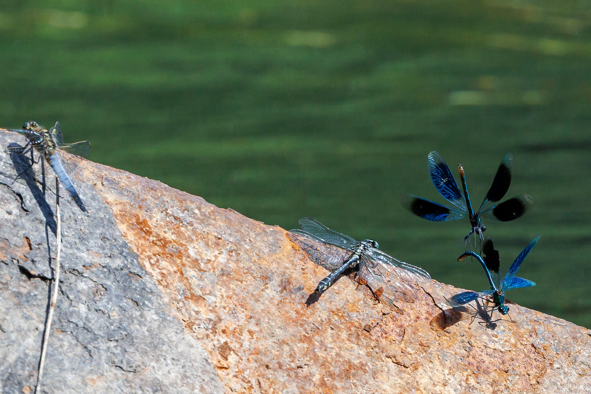 Almindelig flodguldsmed, blåbåndet pragtvandnymfe og stor blåpil (?)