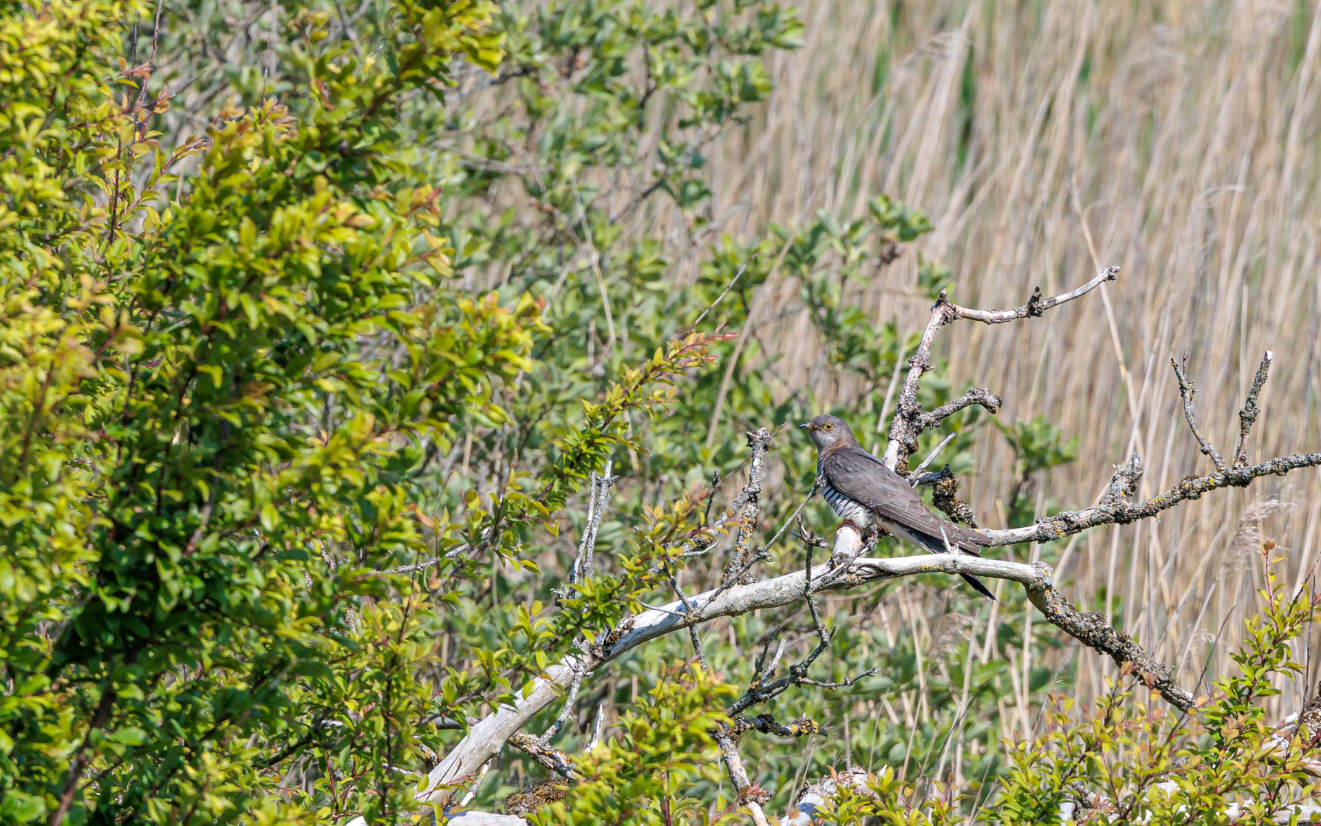 Gøg. Ved Tømmerby Fjord