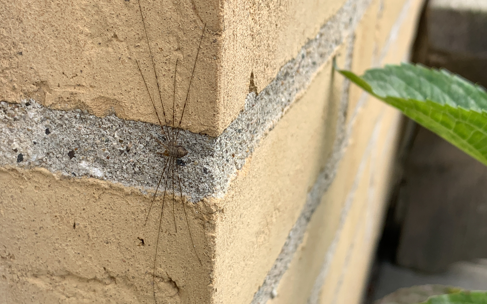 Gaffelmejer på muren