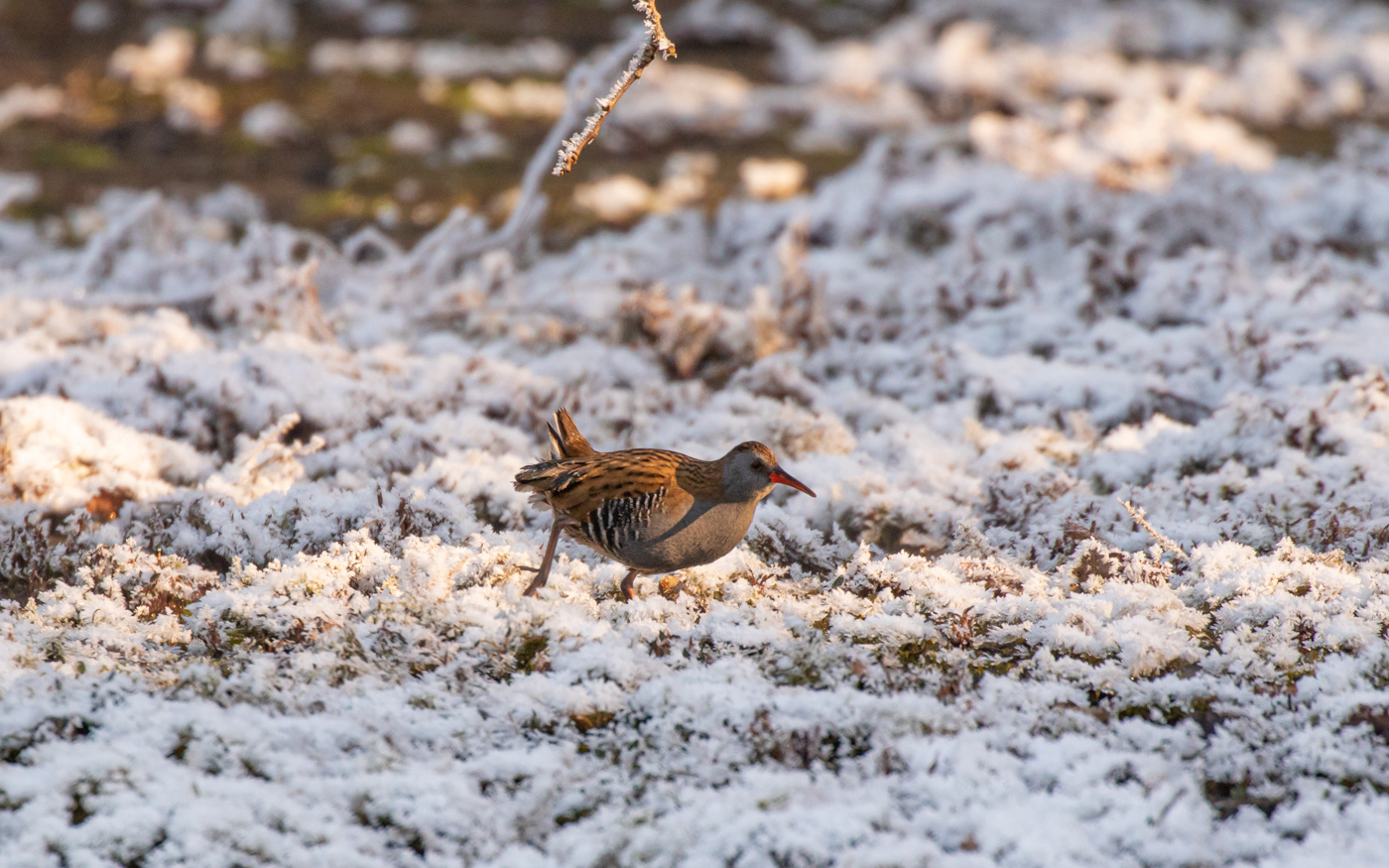 Vandrikse i Ravnkilde