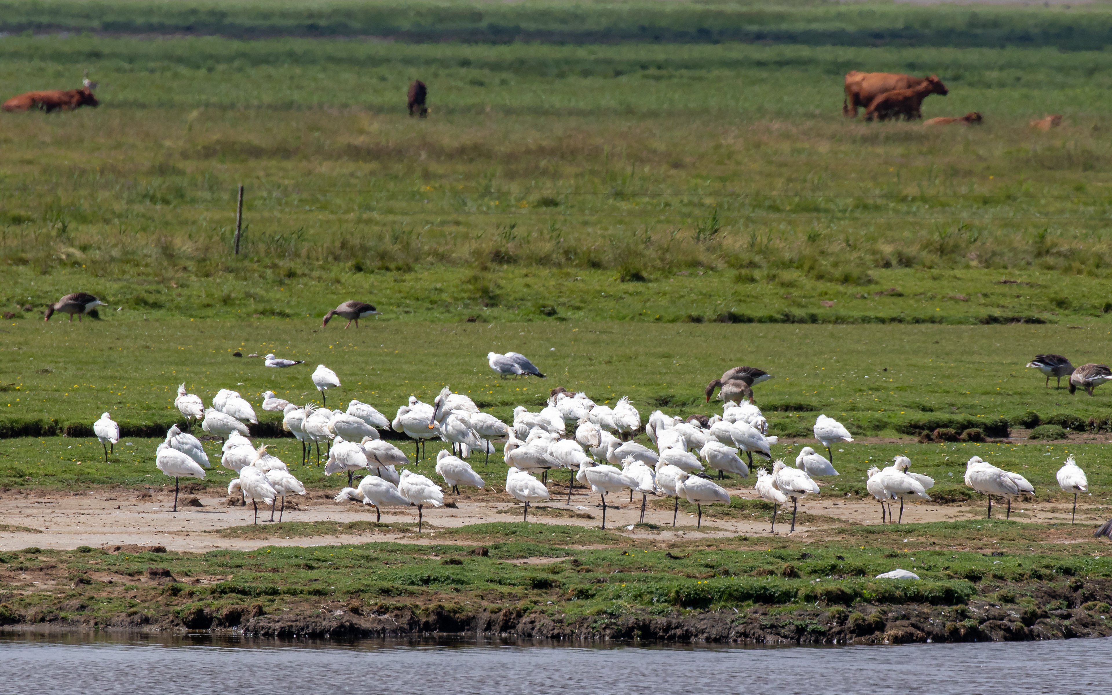 Skestorke ved Bygholm Vejle