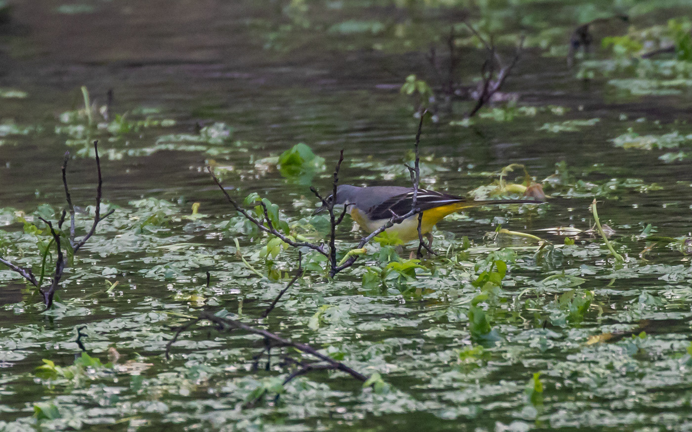 Bjergvipstjert ved Skillingbro