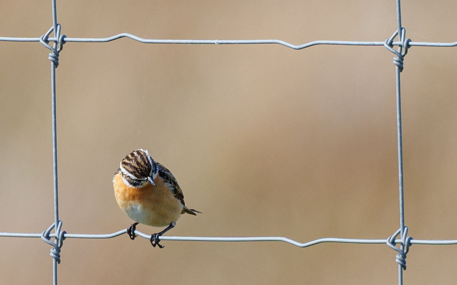 Bynkefugl (han). Lille Vildmose