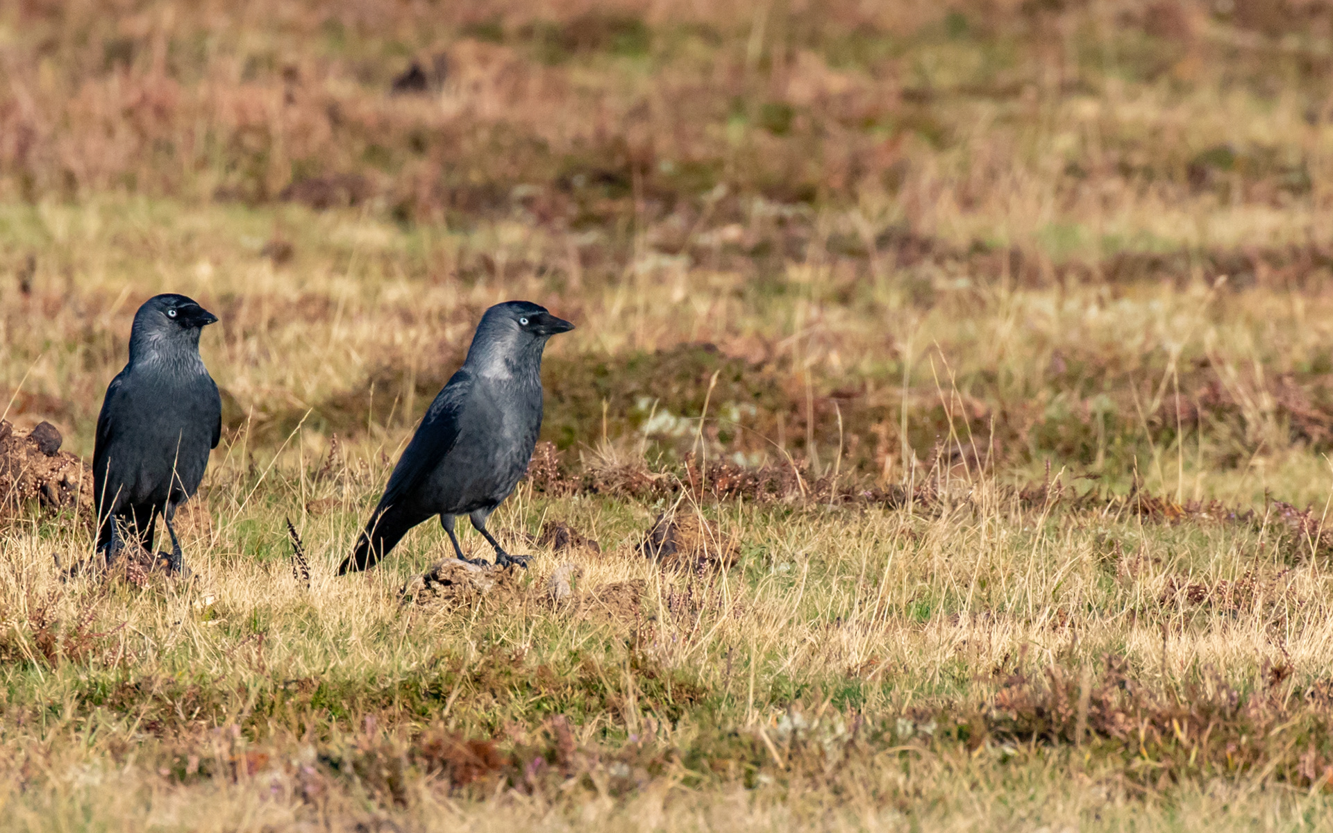 Alliker på Ljungen - Falsterbo