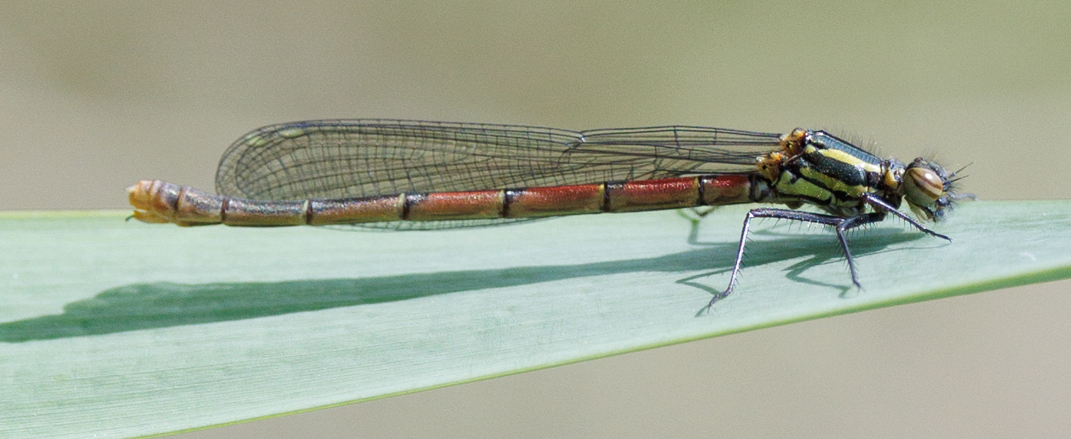 Rød vandnymfe. Lille Vildmose