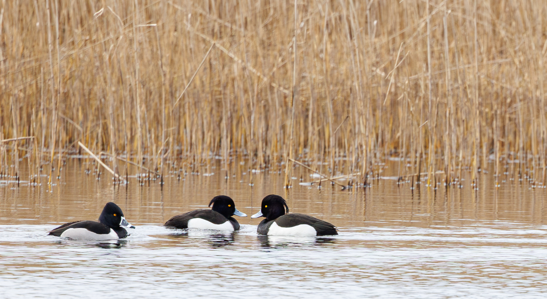 Halsbåndtroldand og troldænder. Nymindegab 21. marts
