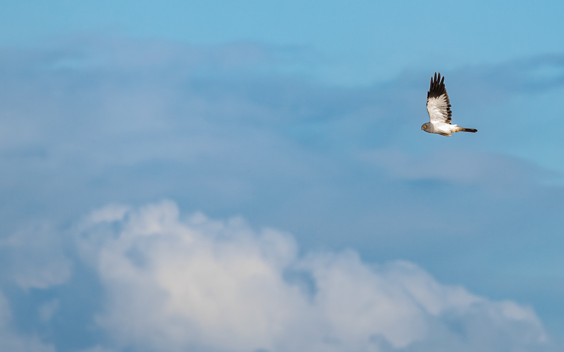 Blå kærhøg (han) på Borris Skydeterræn