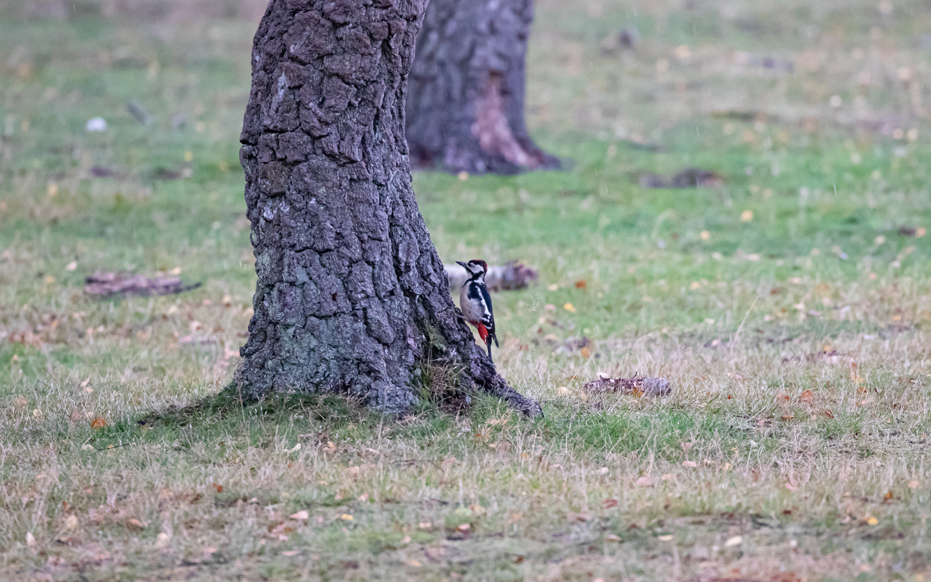 Stor flagspætte i birkelunden ved Ljungen