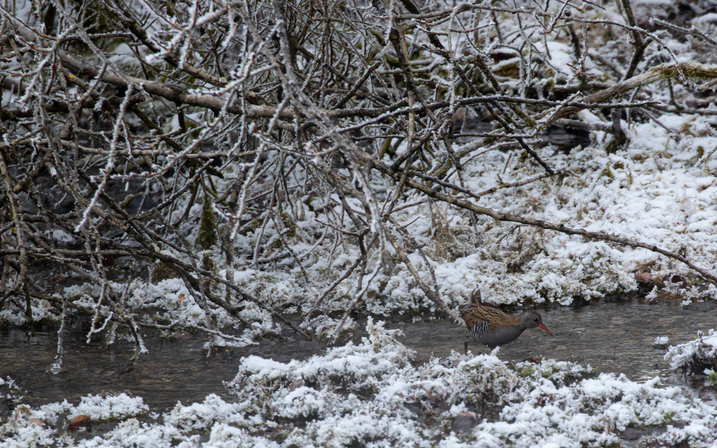 Vandrikse forlader sit skjul i Ravnkilde