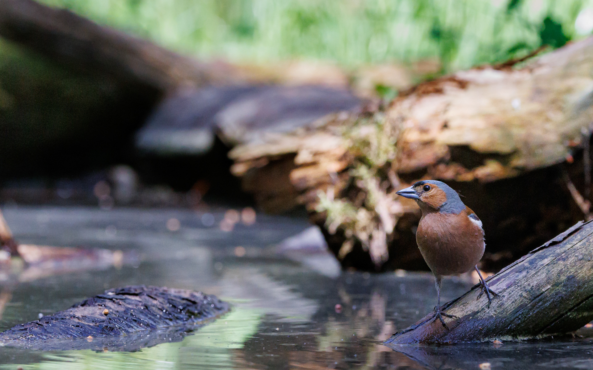 Fra Fugleværnsfondens eventyrlige fotoskjul. Sumpmejse