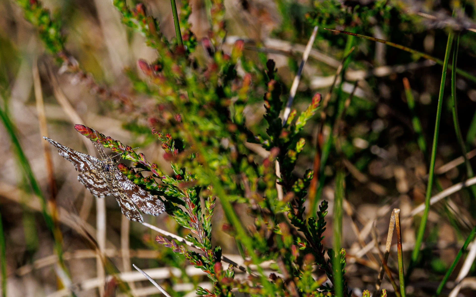 Lyngmåler. Portlandsmosen