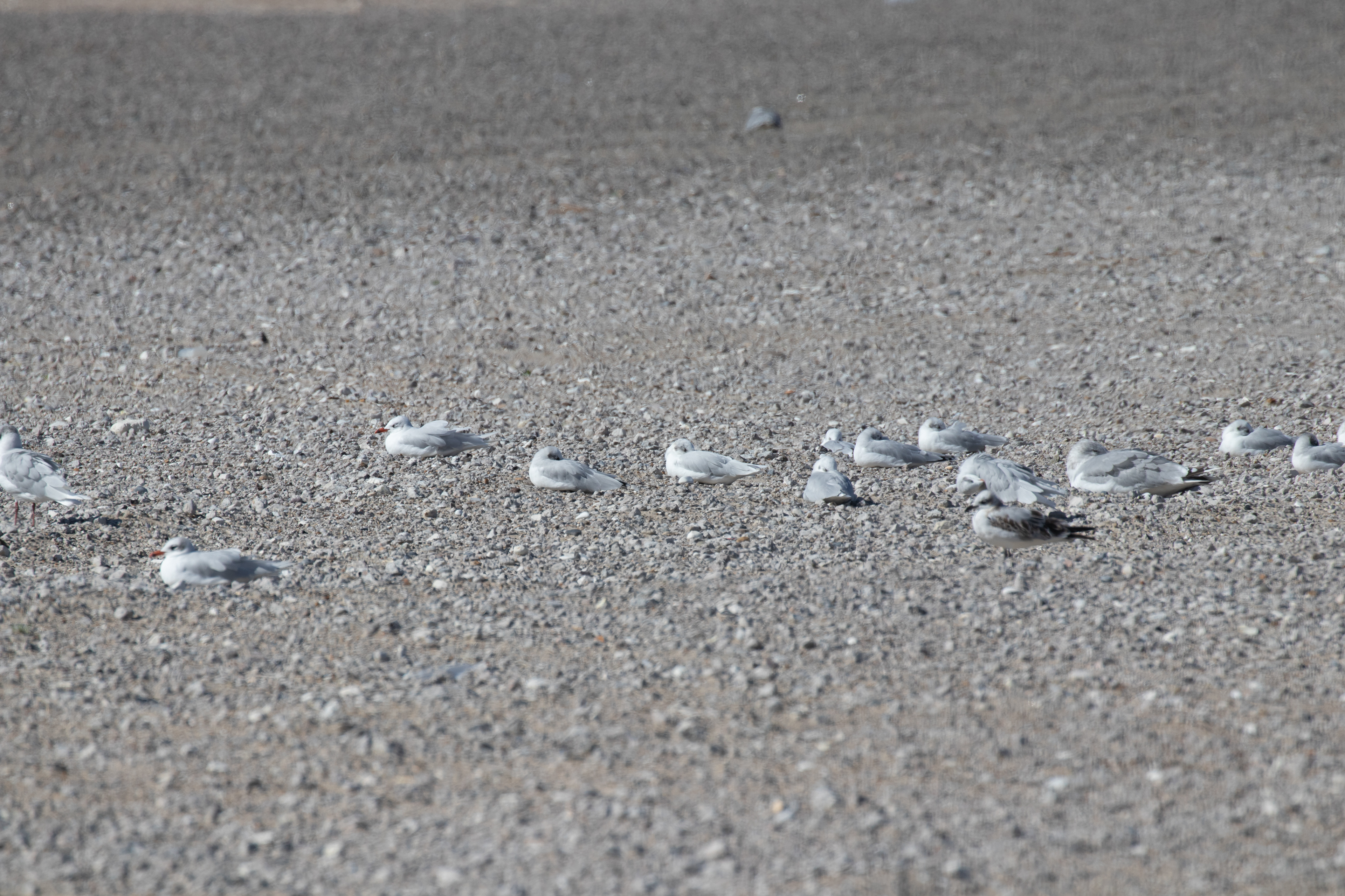 Sorthovedet måge i Hanstholm Havn