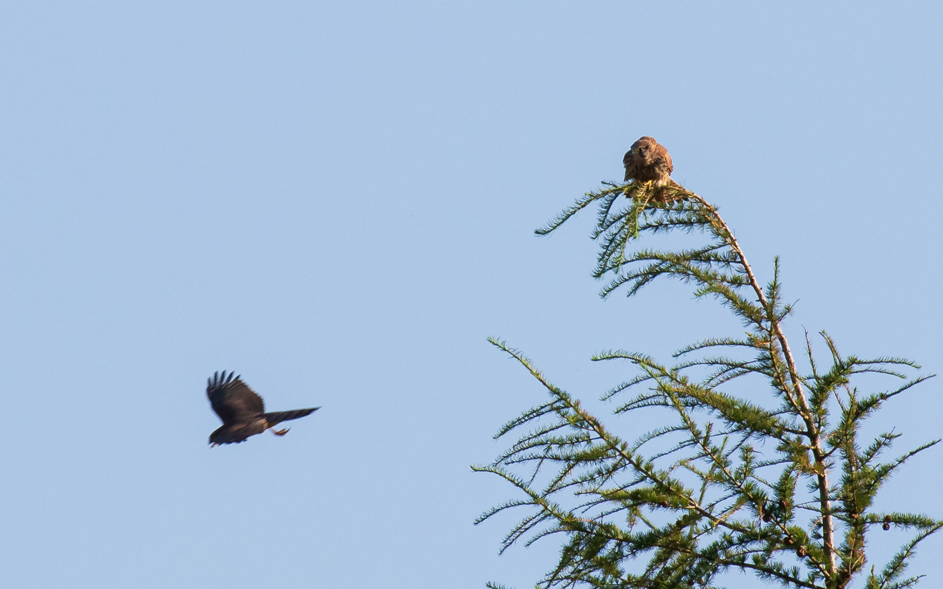 Tårnfalk chikaneres af spurvehøg (juvenil)