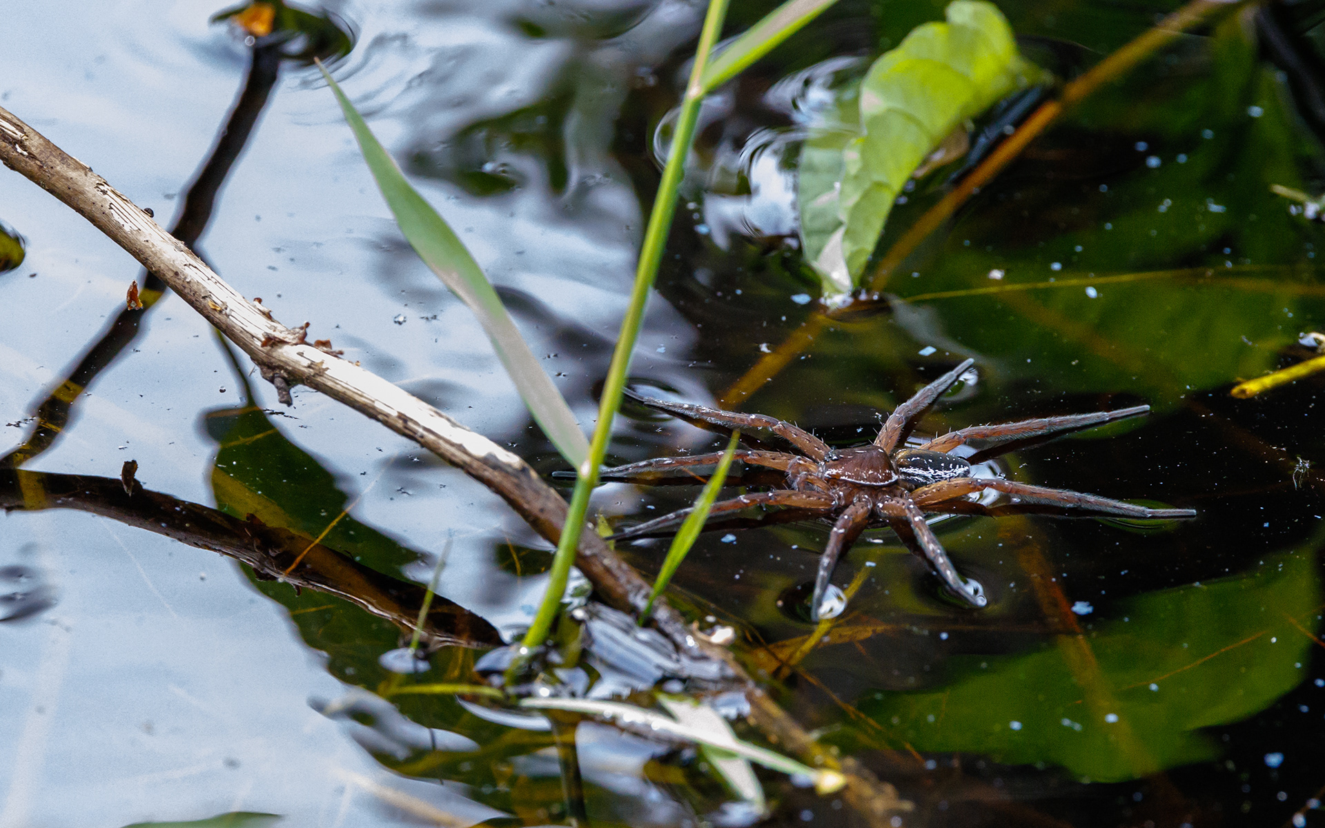 Dolomedes sp. Kaffepletten/Portlandsmosen. Lille Vildmose