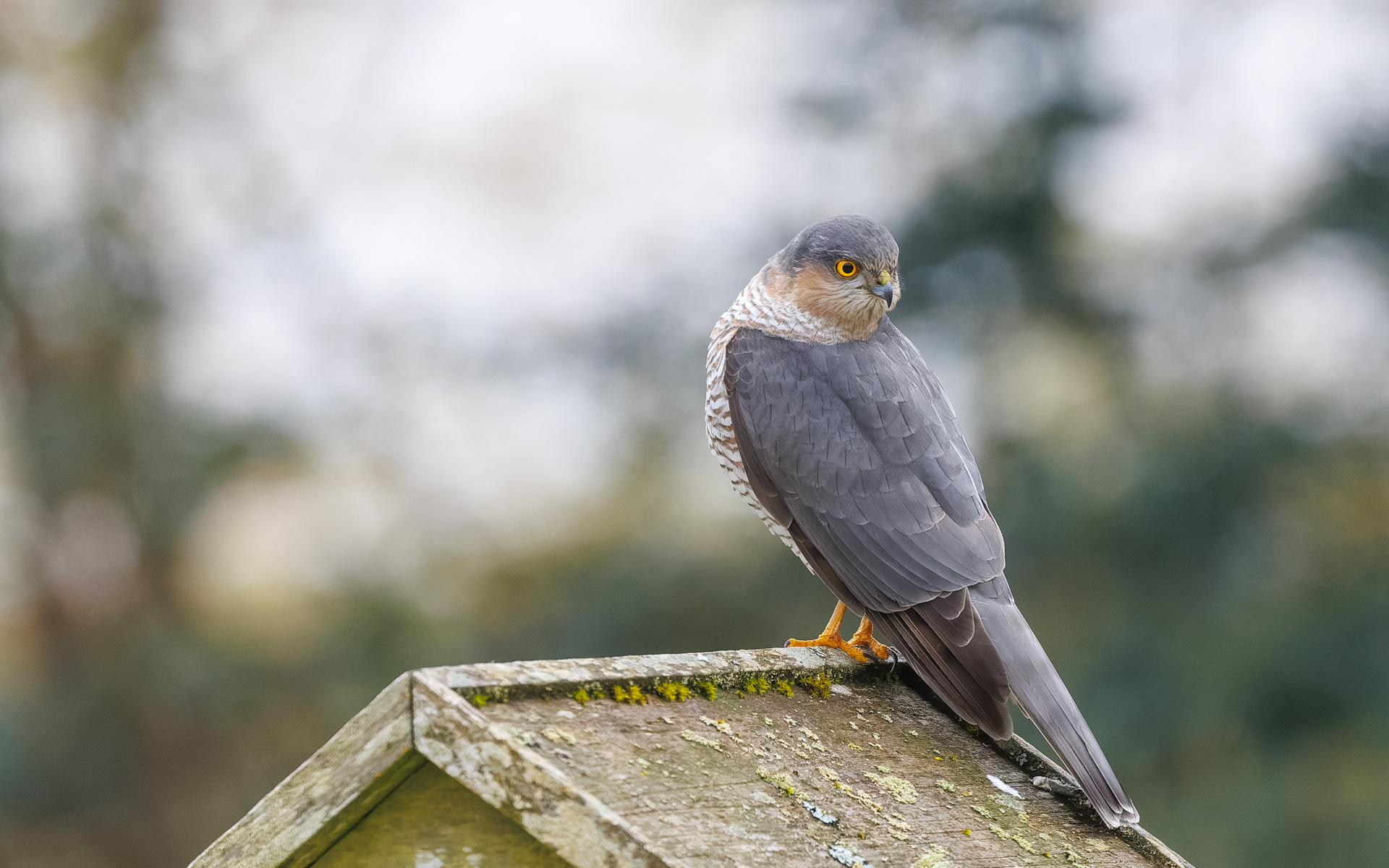 Spurvehøgen blev lokket til af de mange småfugle ved foderbrættet