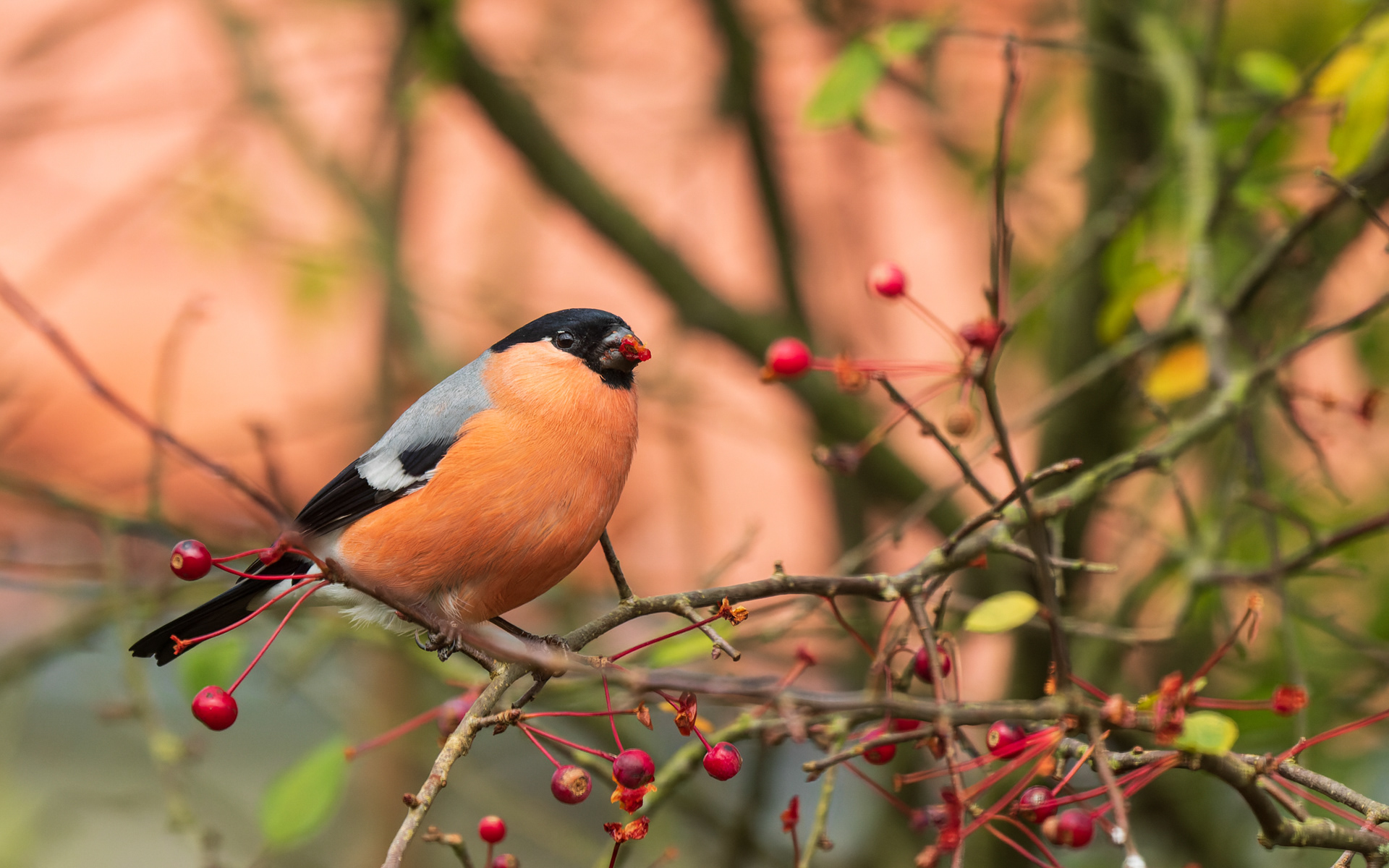 Dompap i haven - spiser kerner fra Sargentæble-hækken