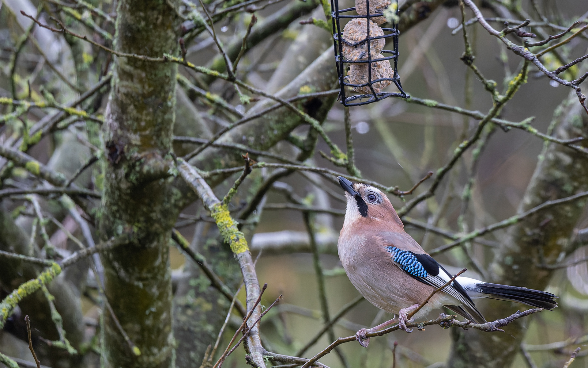 Skovskaden er vild med fedtkuglerne