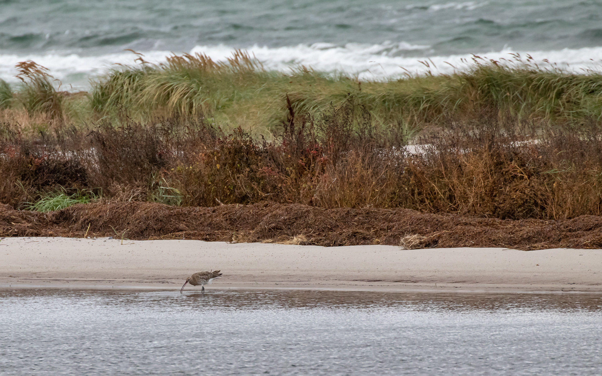 Storspove på Måkläppen ved Nabben