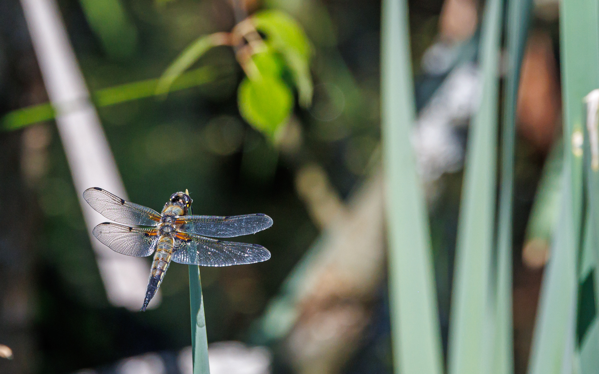 Fireplettet libel. Kaffepletten