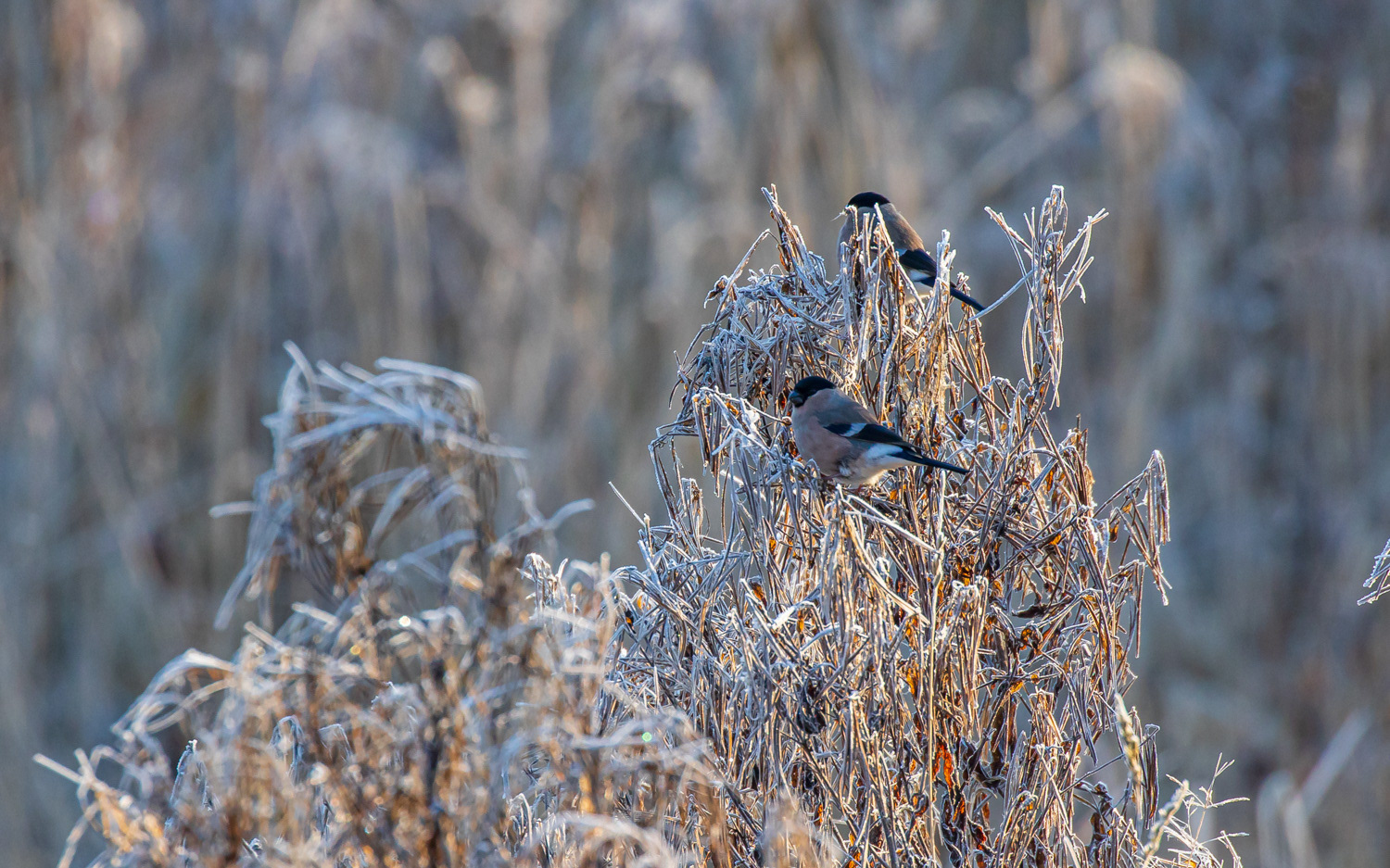 Dompapper ved Skillingbro Naturskole. 12.1.2020