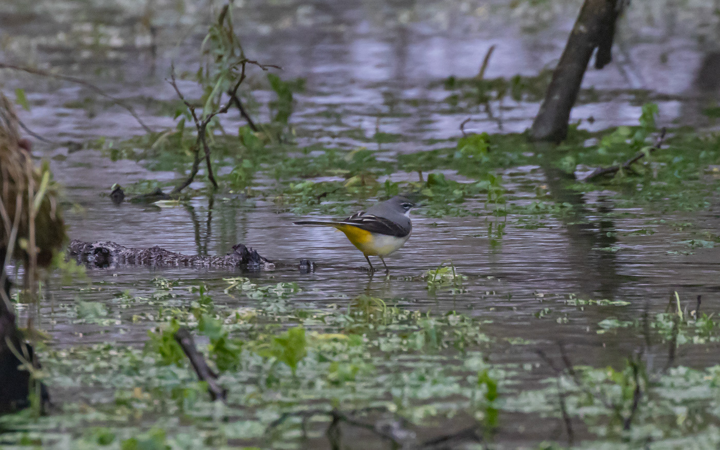 Bjergvipstjert ved Skillingbro