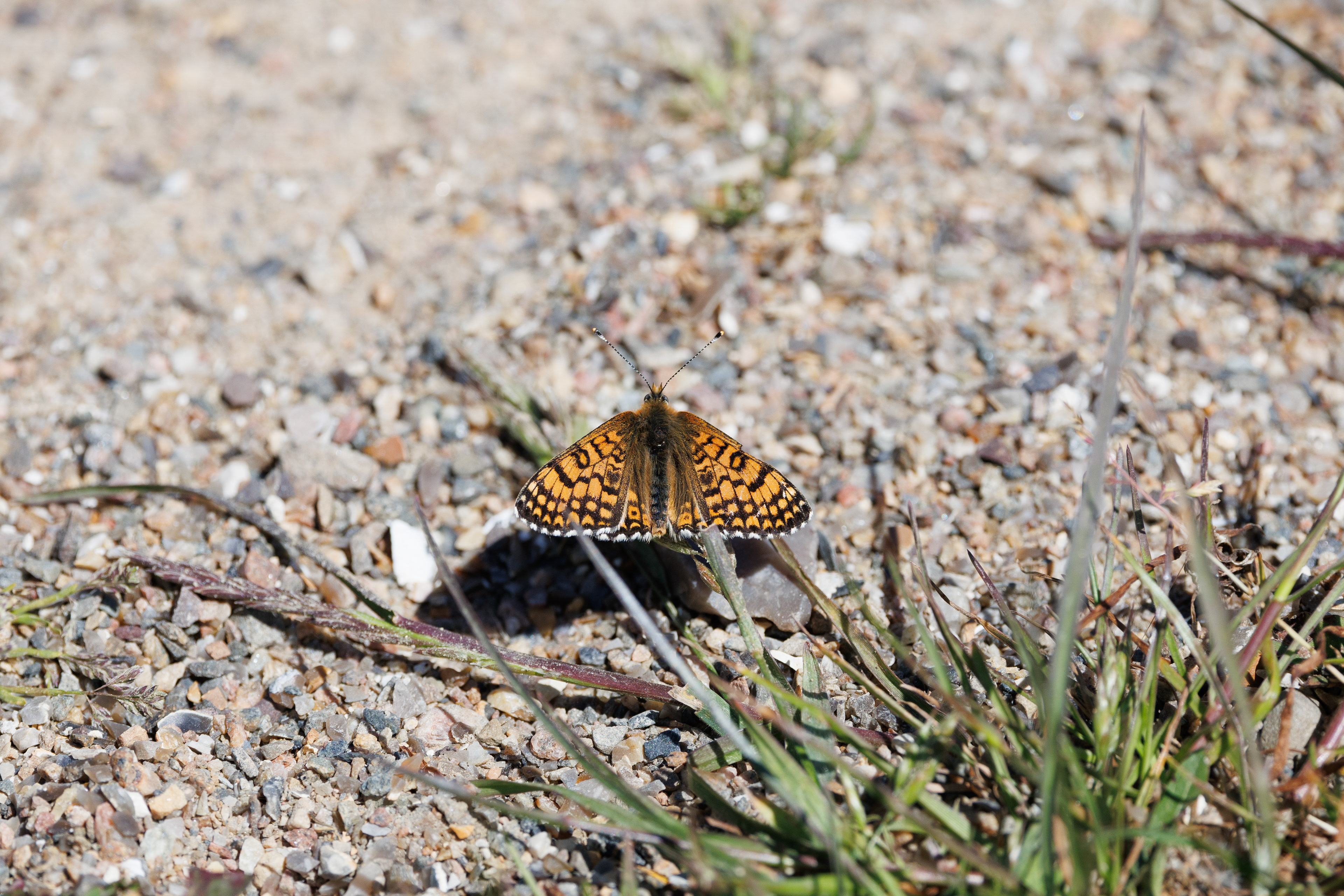 Okkergul pletvinge. Rebild Bakker