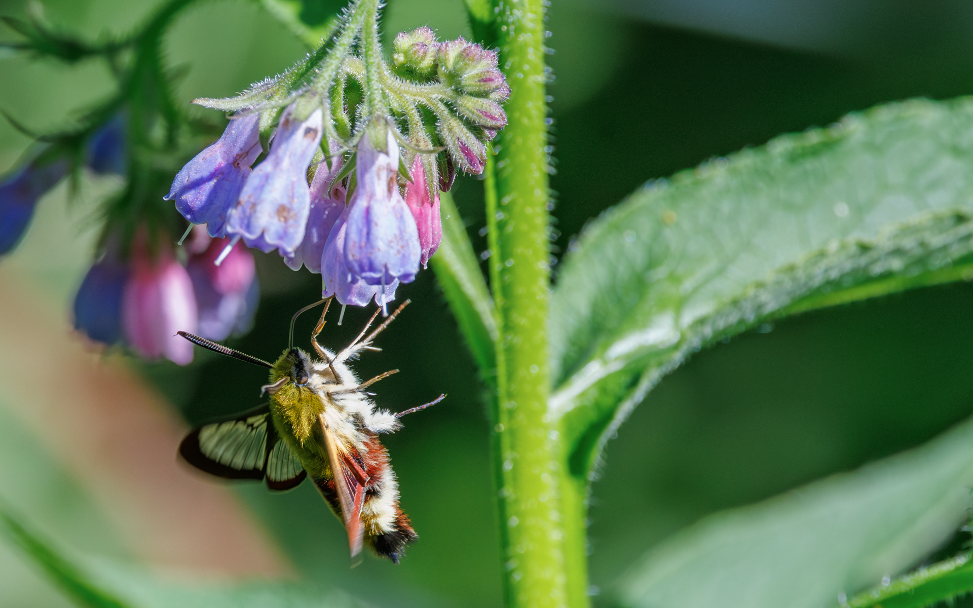 Bredrandet humlebisværmer. Stien til Kaffepletten