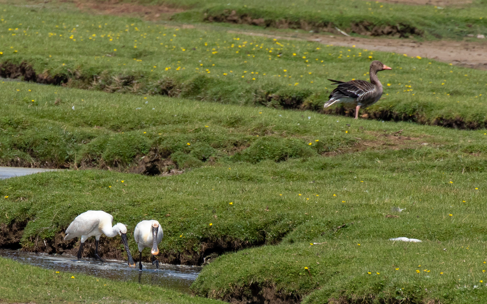 Skestorke ved Bygholm Vejle