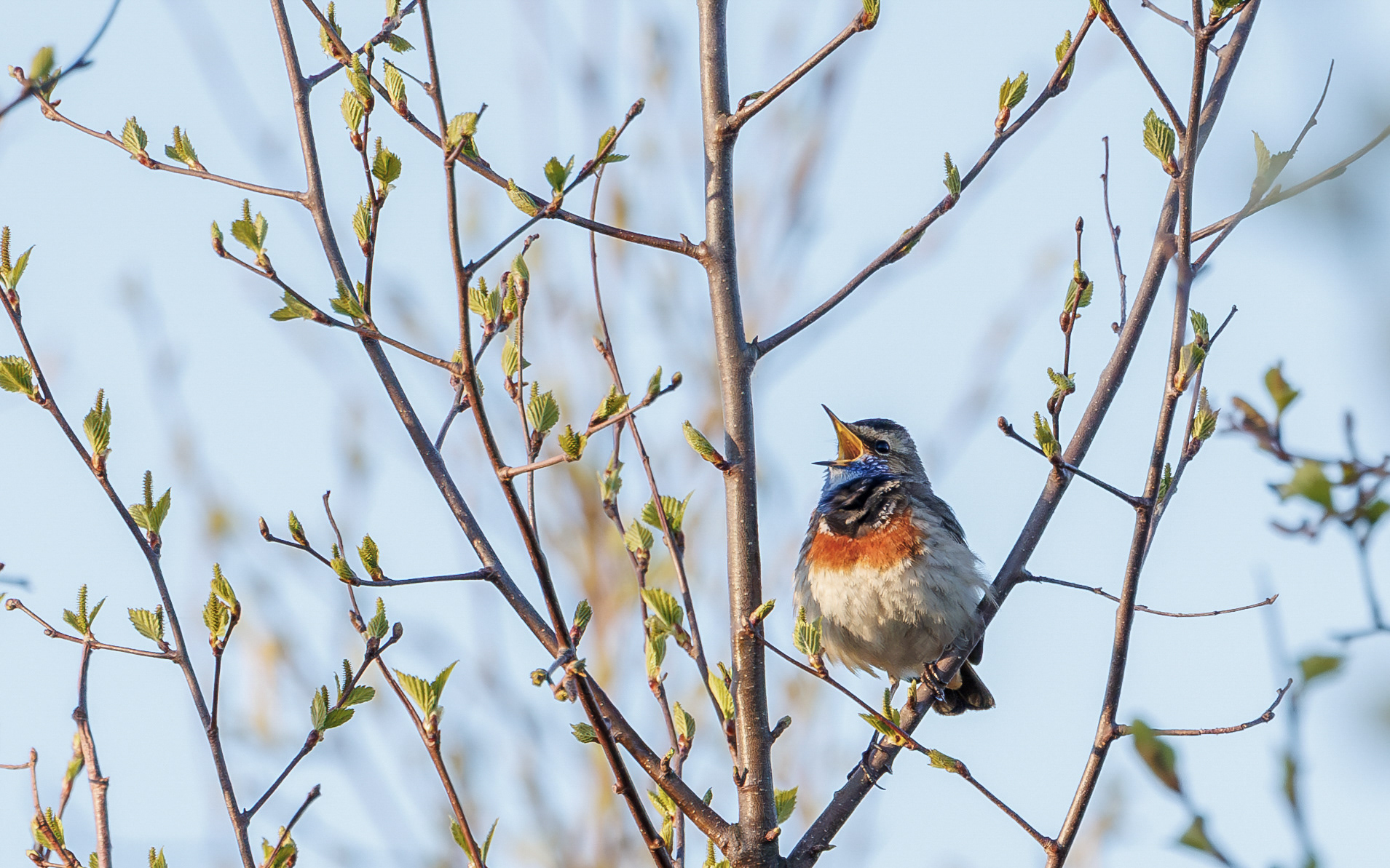 Blåhals i Lille Vildmose. Ved solopgang 22. april