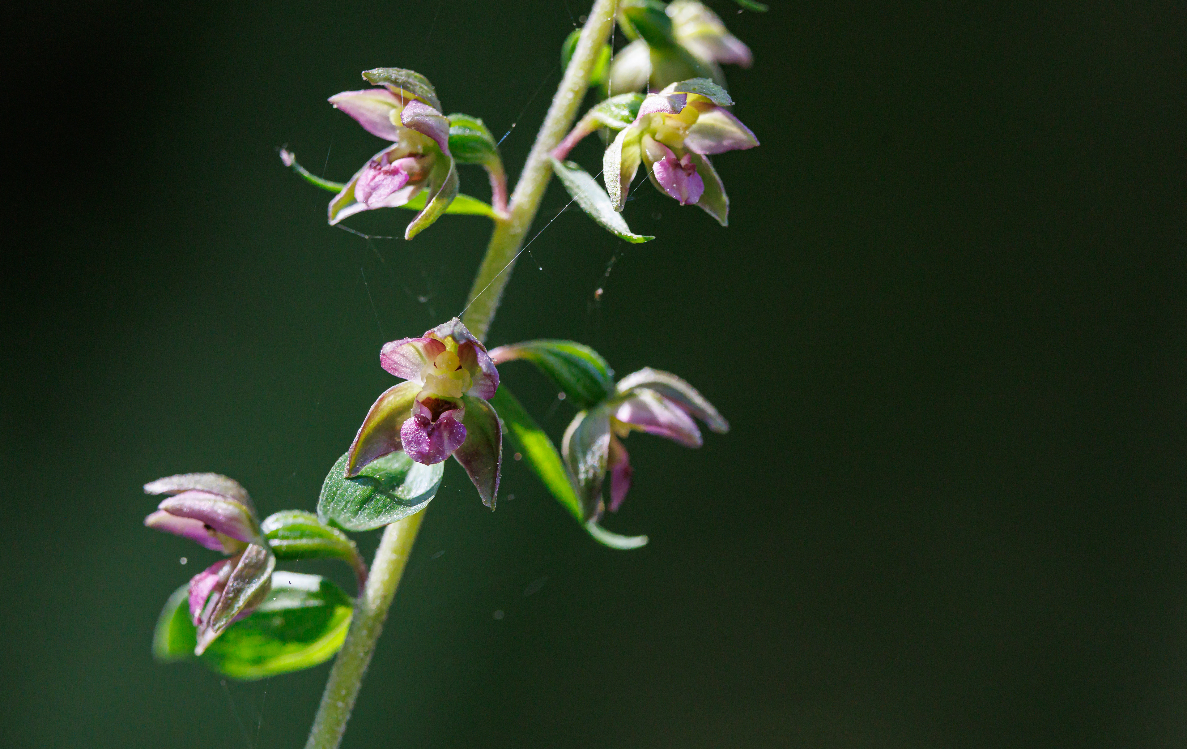 Hollandsk hullæbe eller skovhullæbe. Rubjerg Plantage
