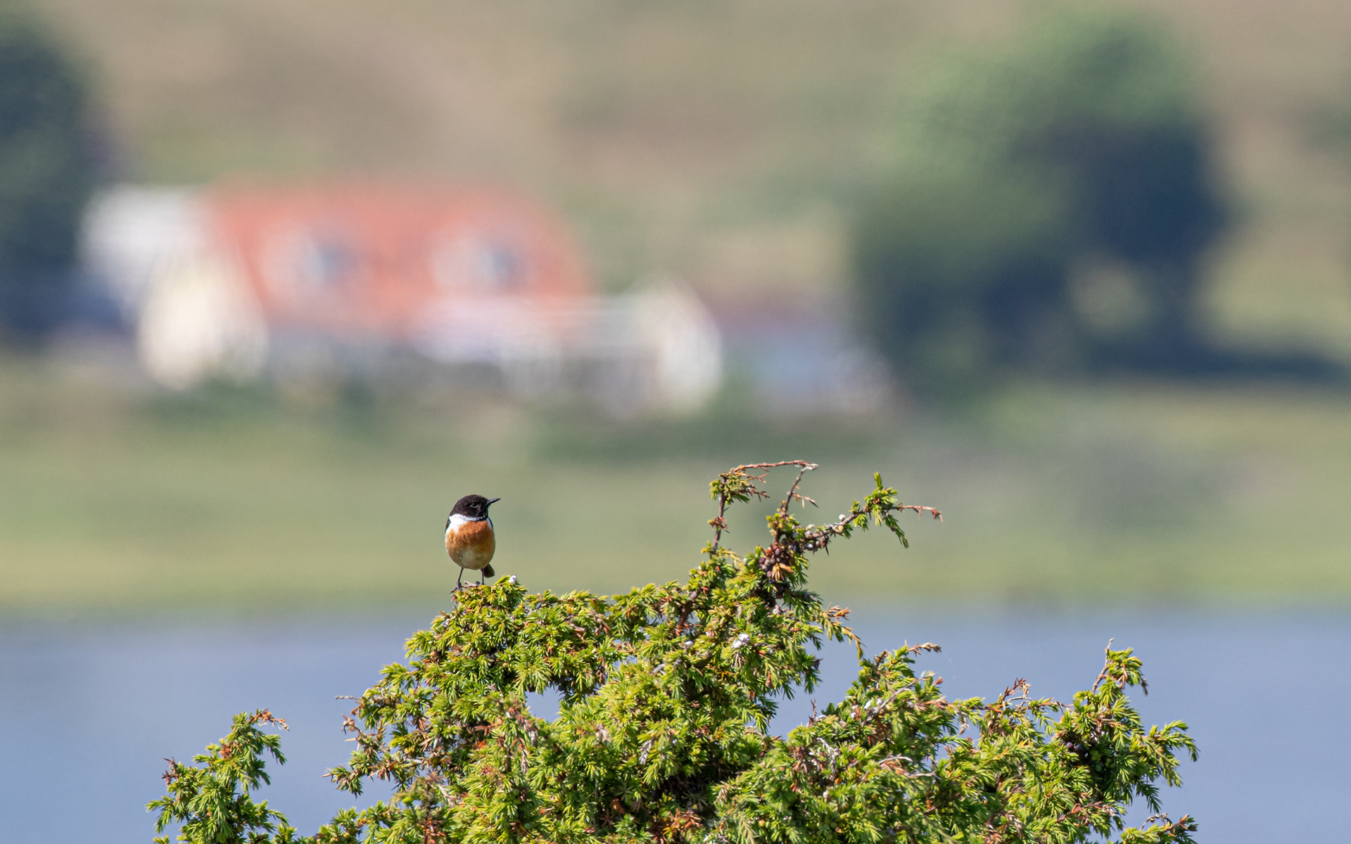 Sortstrubet bynkefugl i Rebild Bakker - Gravlev i baggrunden