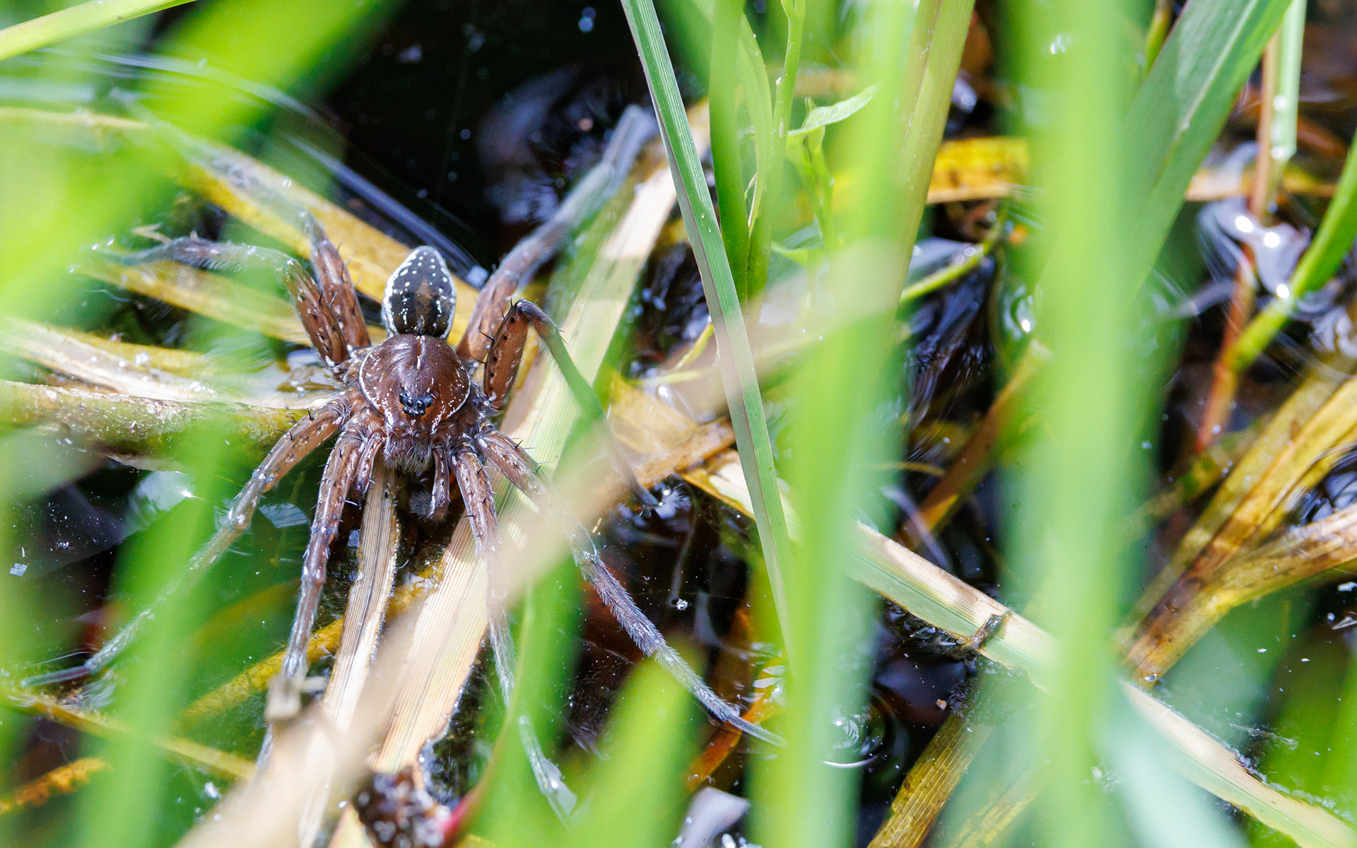 Dolomedes sp. Kaffepletten/Portlandsmosen. Lille Vildmose