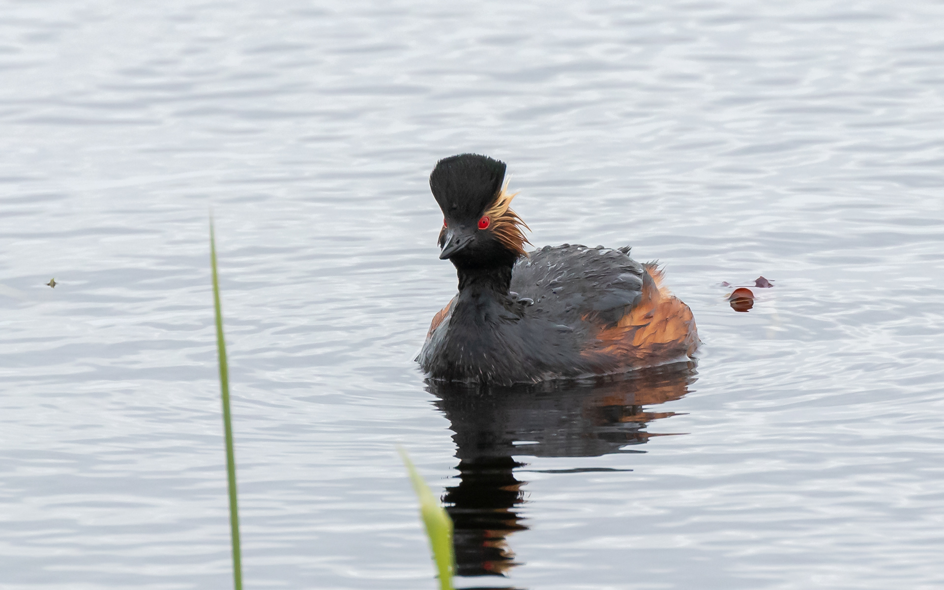Sorthalset lappedykker - sommerdragt