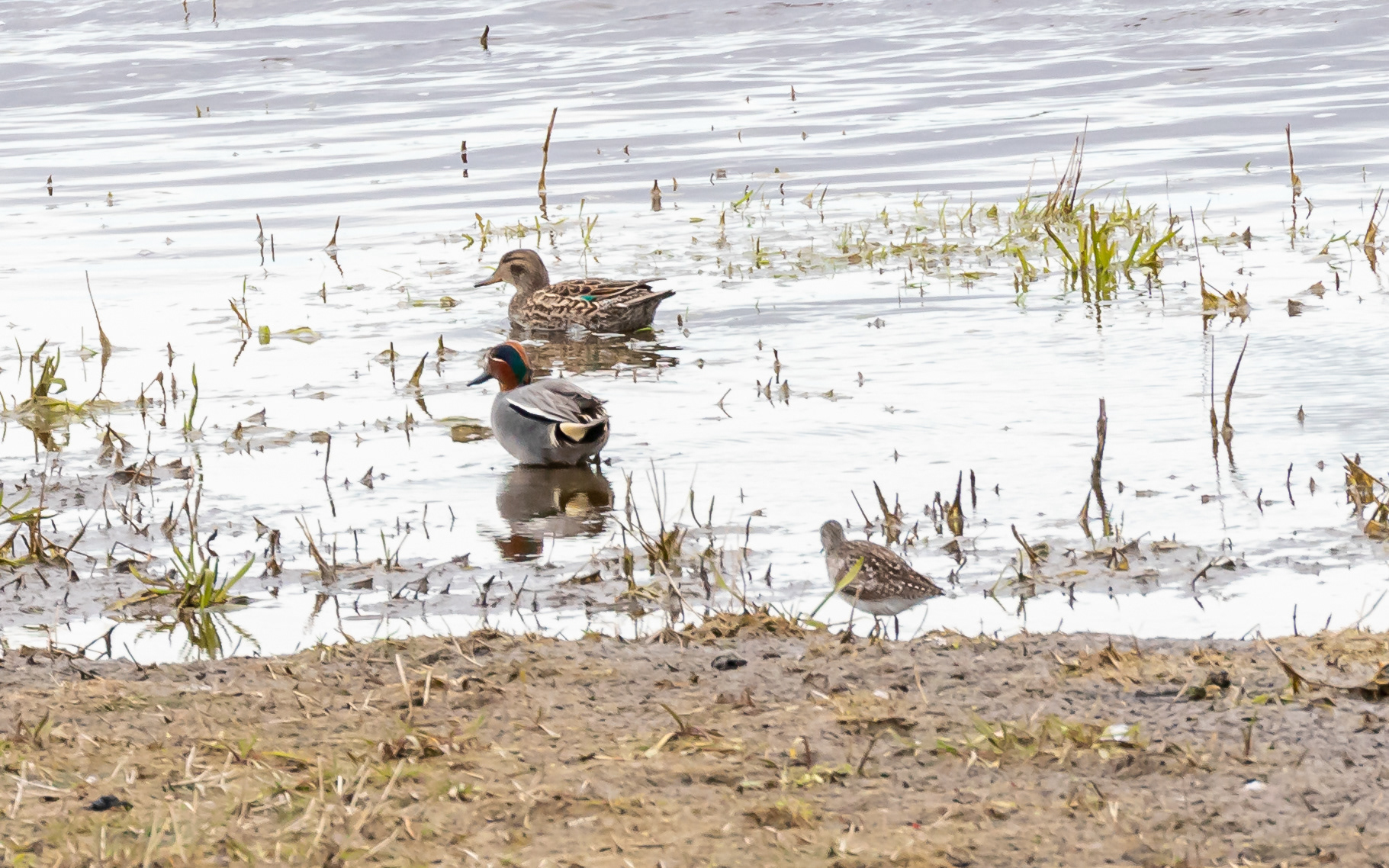 Krikænder og tinksmed