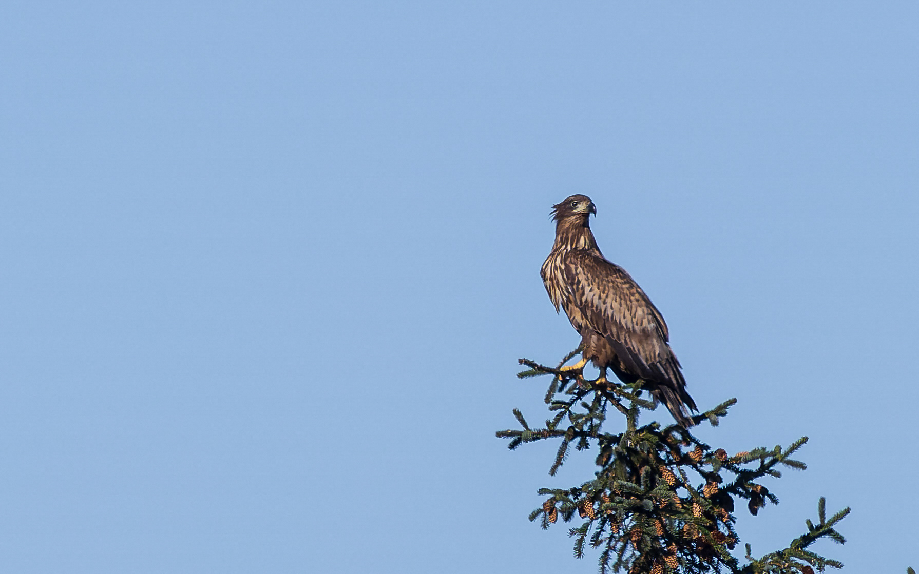 Ung havørn, Kytterne ved Gjøl