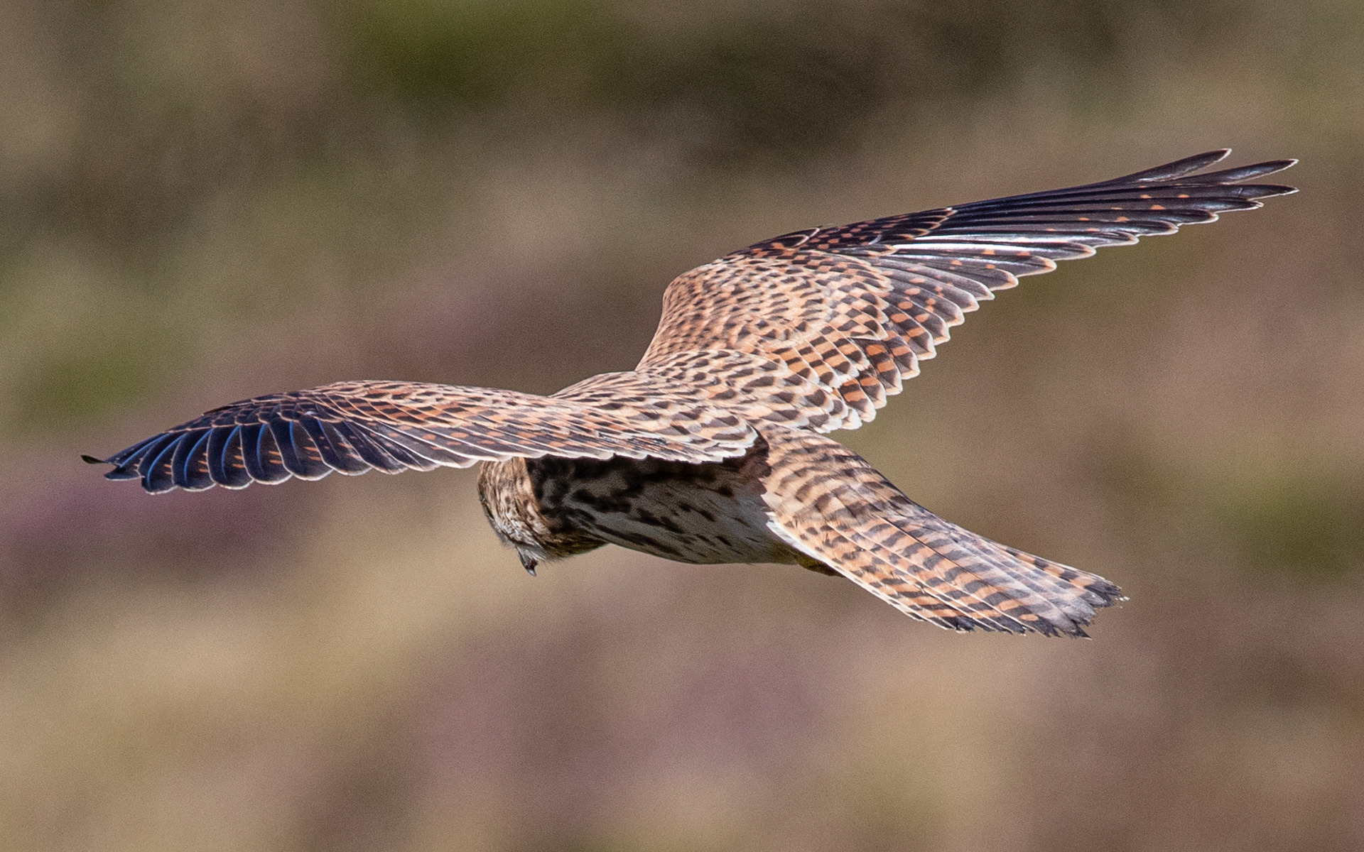 Tårnfalk hænger i luften over skrænten ved Sårup