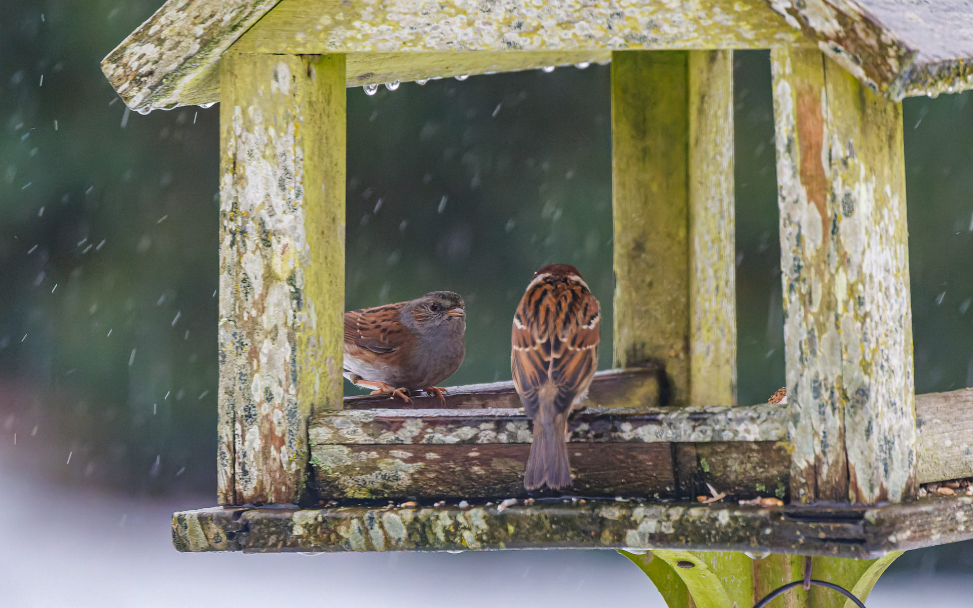 Jernspurv og skovspurv i haven