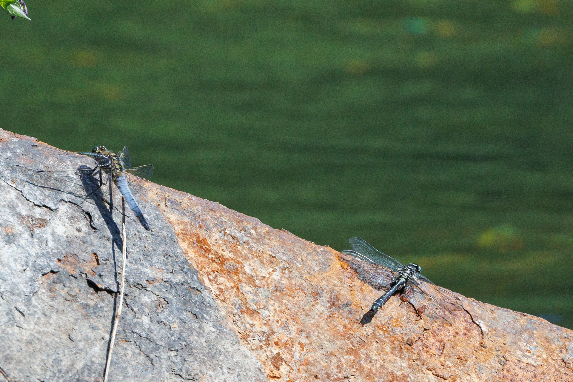 Almindelig flodguldsmed og stor blåpil (?)