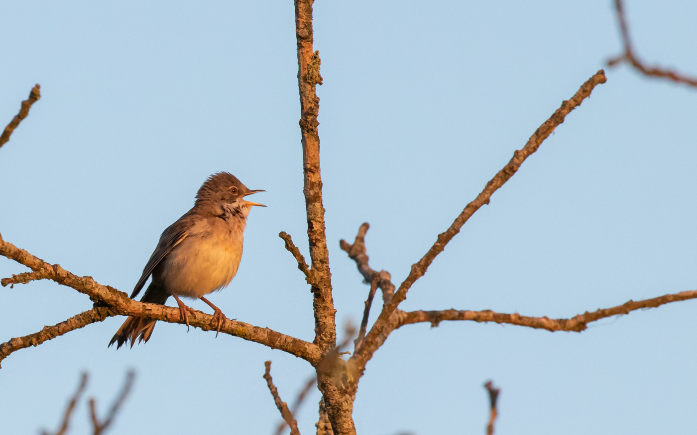 Tornsanger i morgenrøden