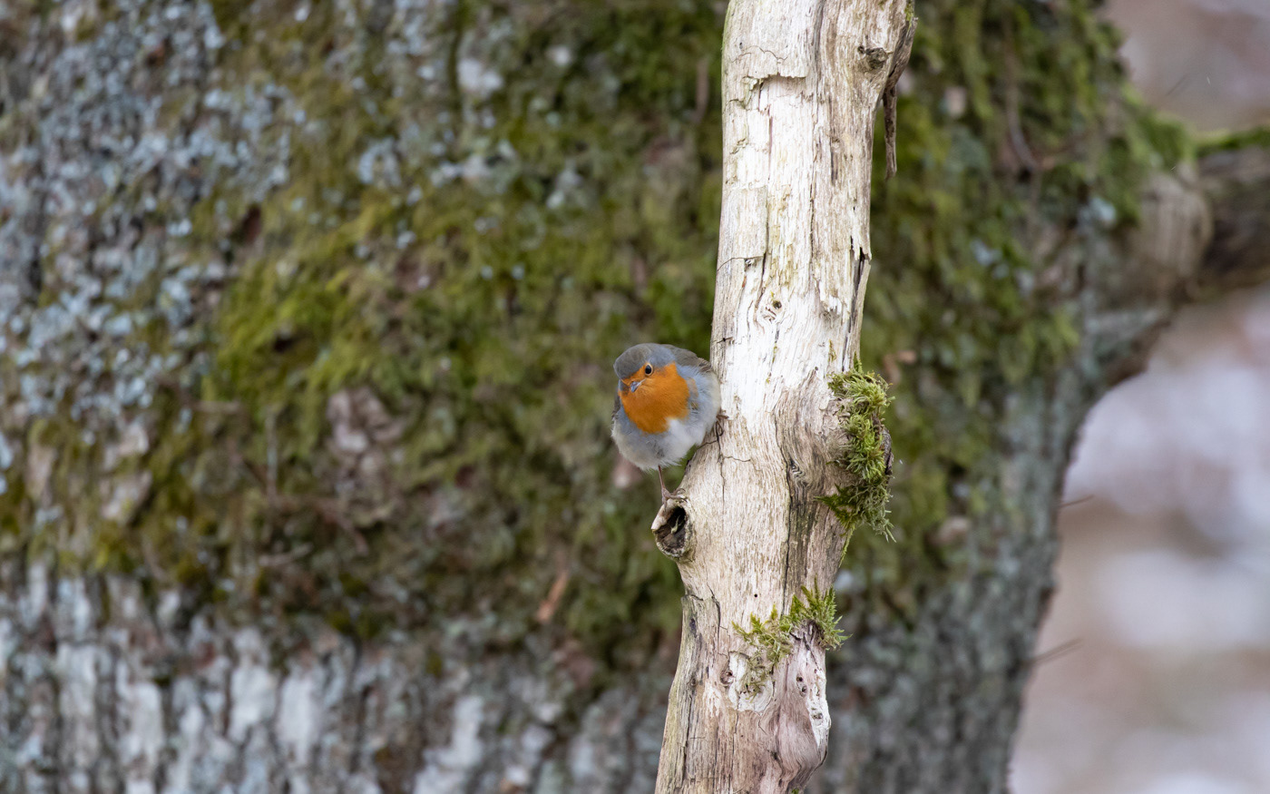 Rødhals i Rebild Bakker
