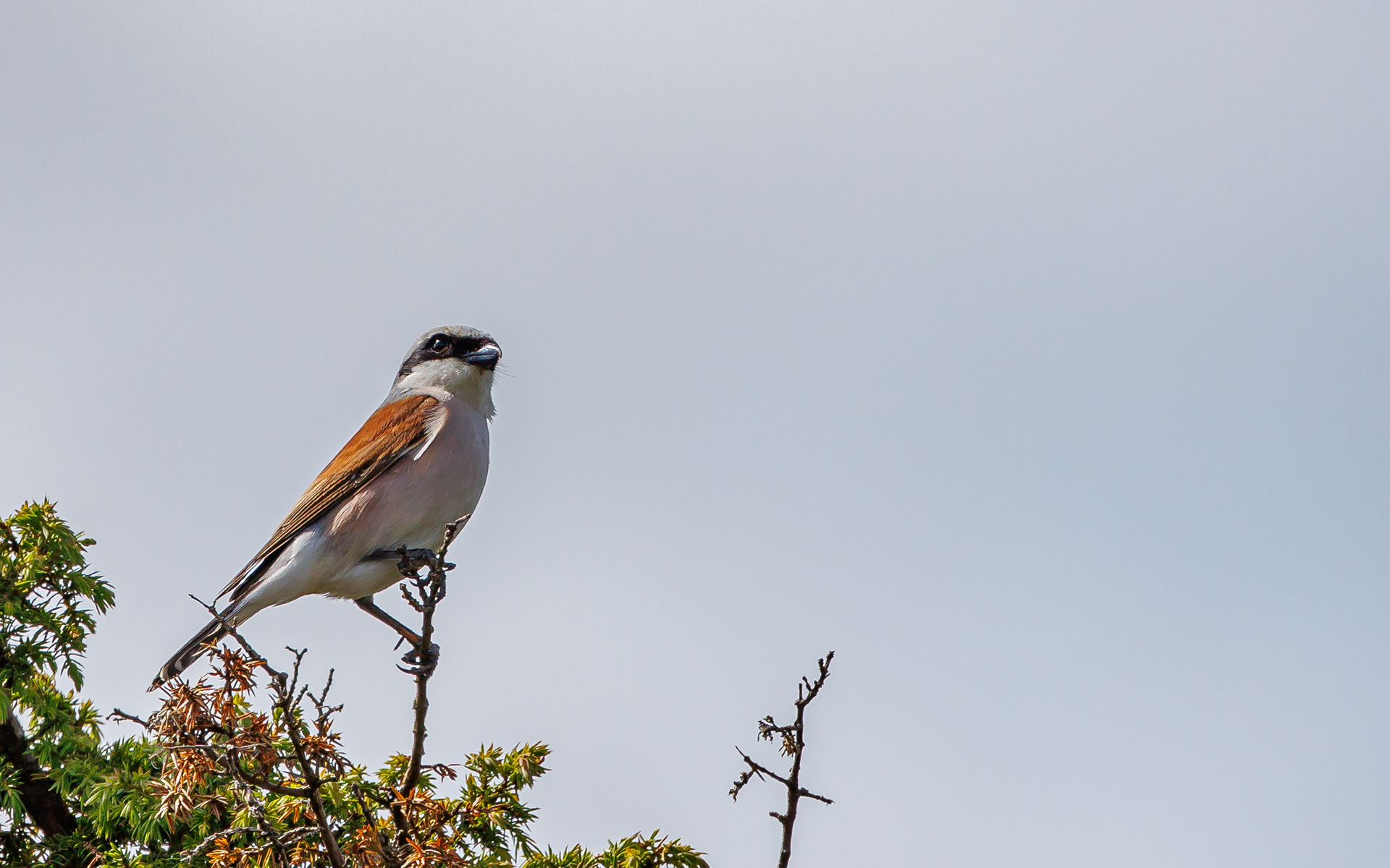 Rødrygget tornskade. Rebild Bakker
