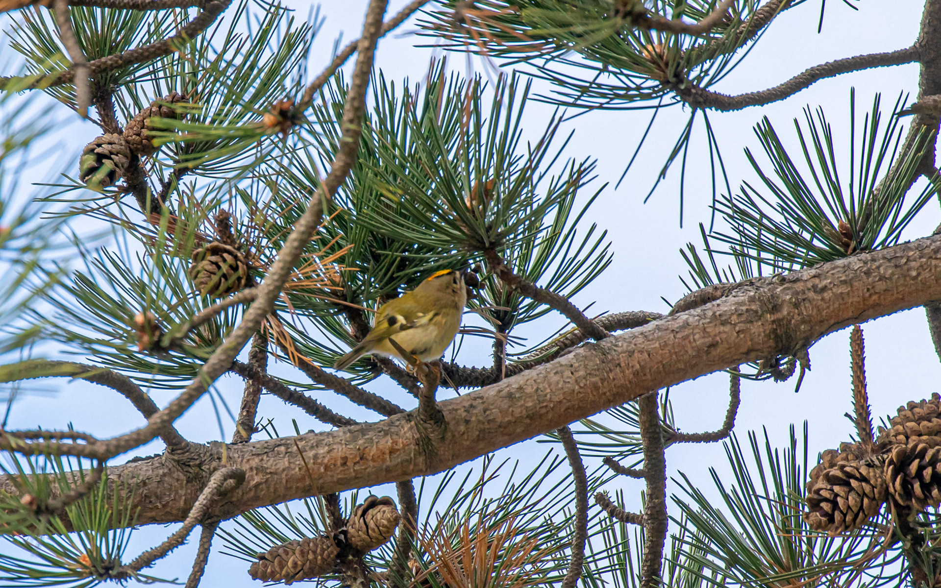 Fuglekonge i haven ved fyret (Nabben)