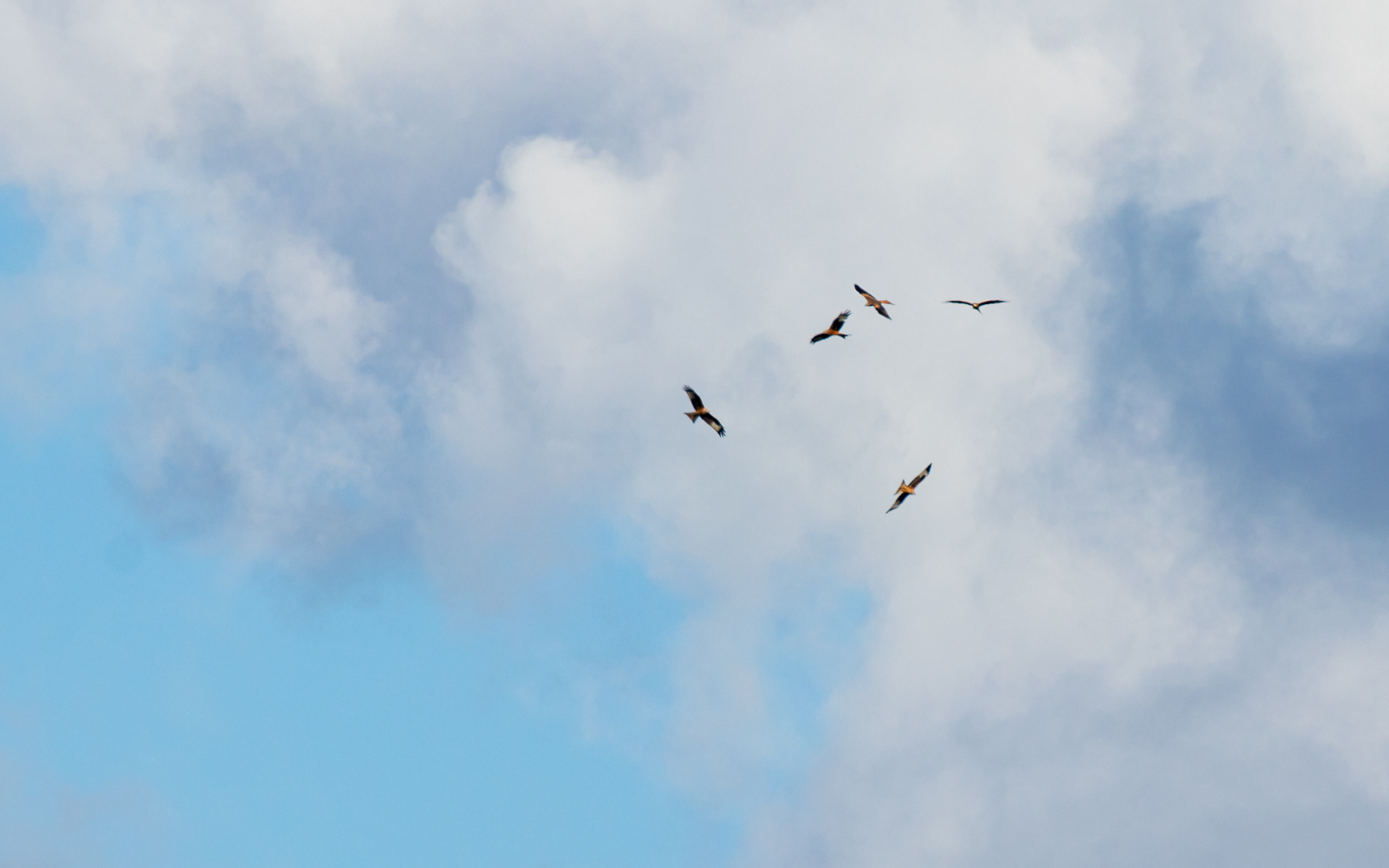 Røde glenter stiger til vejrs inden turen over sundet