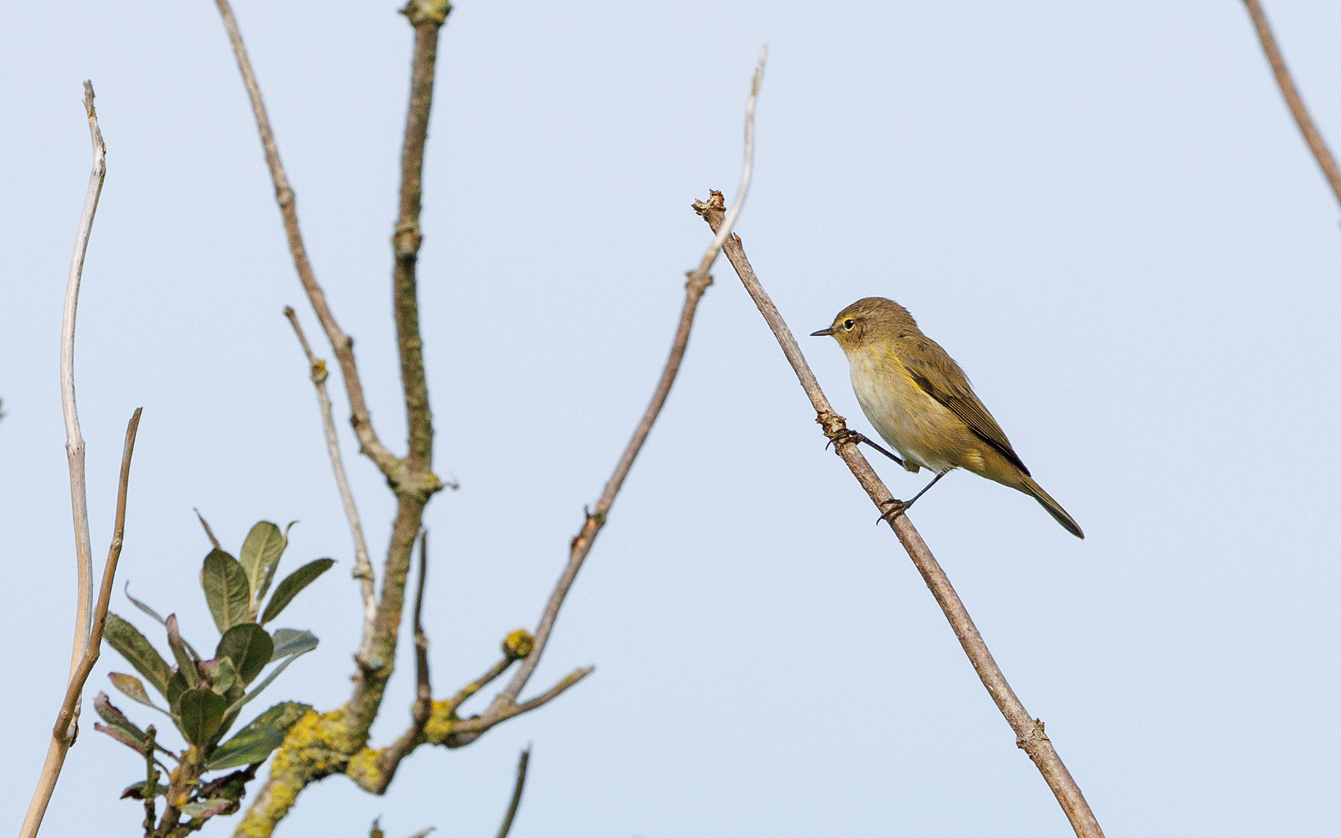 Gransanger ved Vilsted Sø