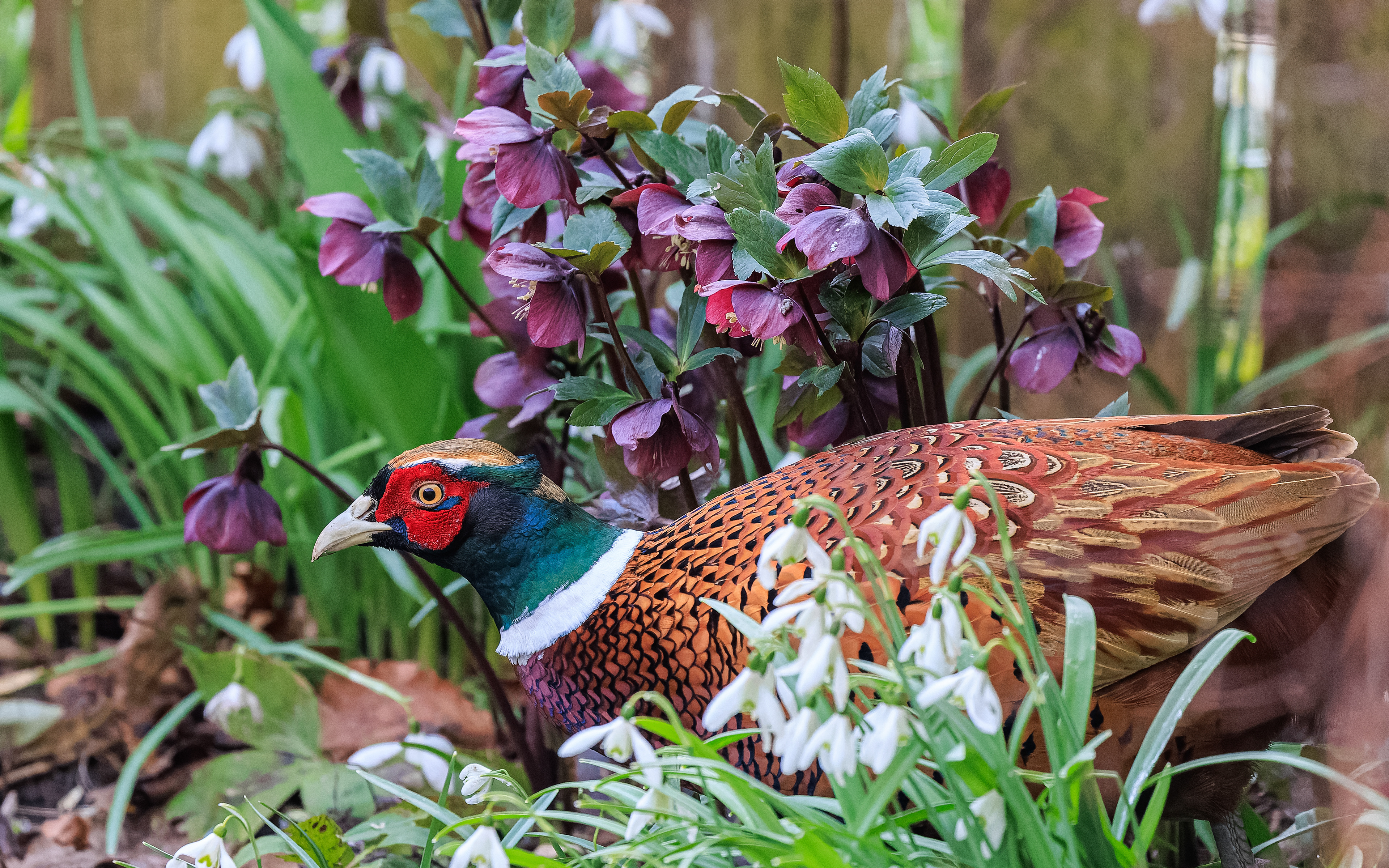 fasan mellem vintergækker og juleroser