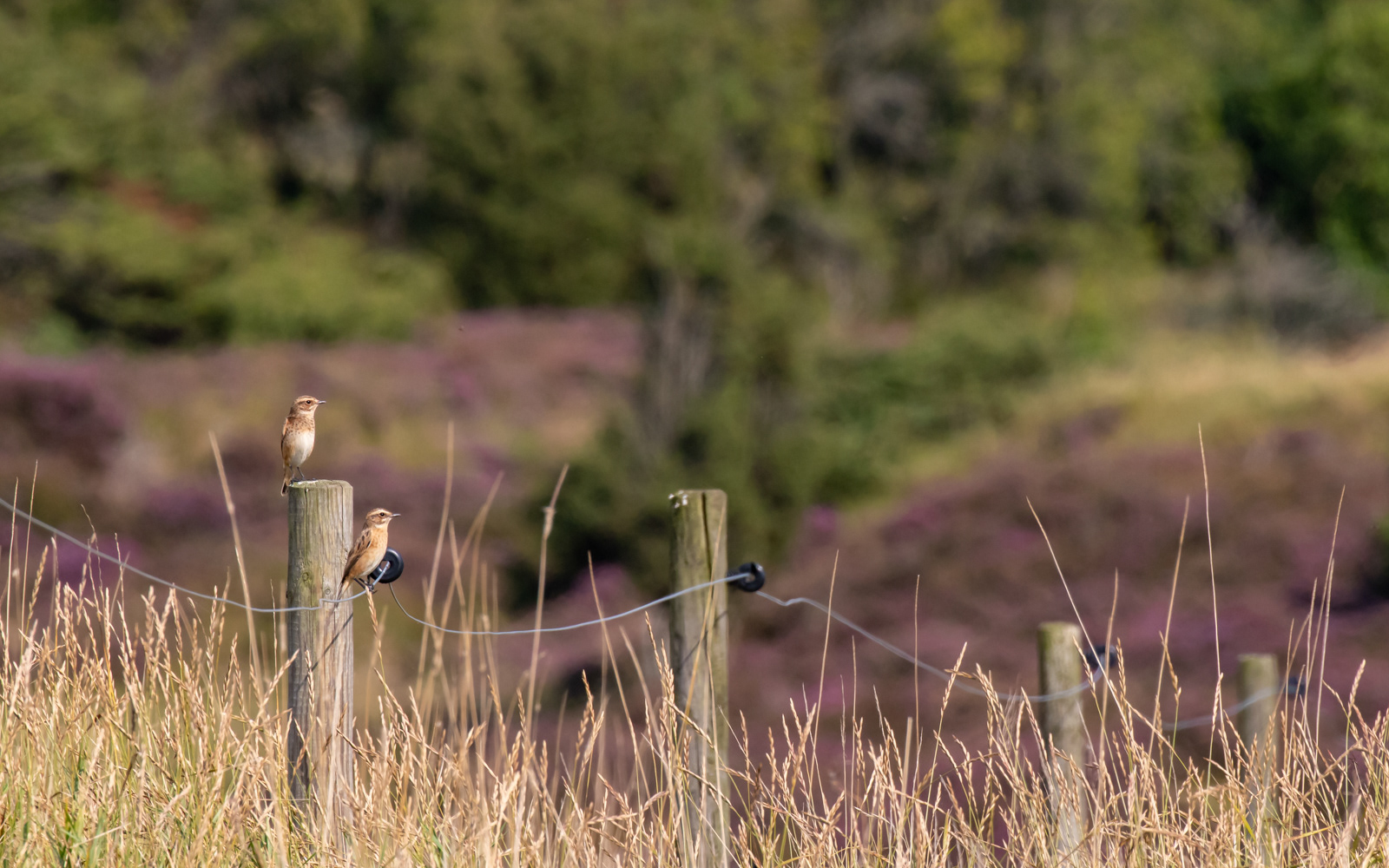 Bynkefugle i Gravlev Ådal