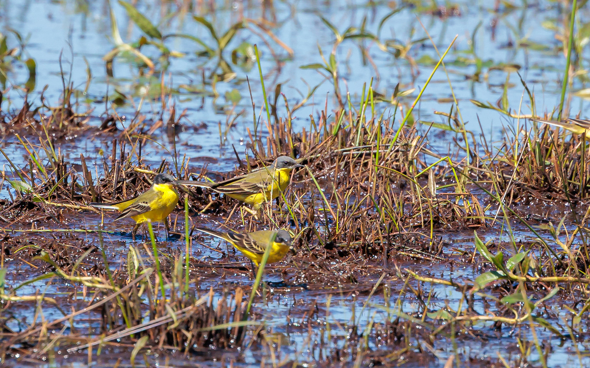 Forårstræk i Skagen. Gule vipstjerter